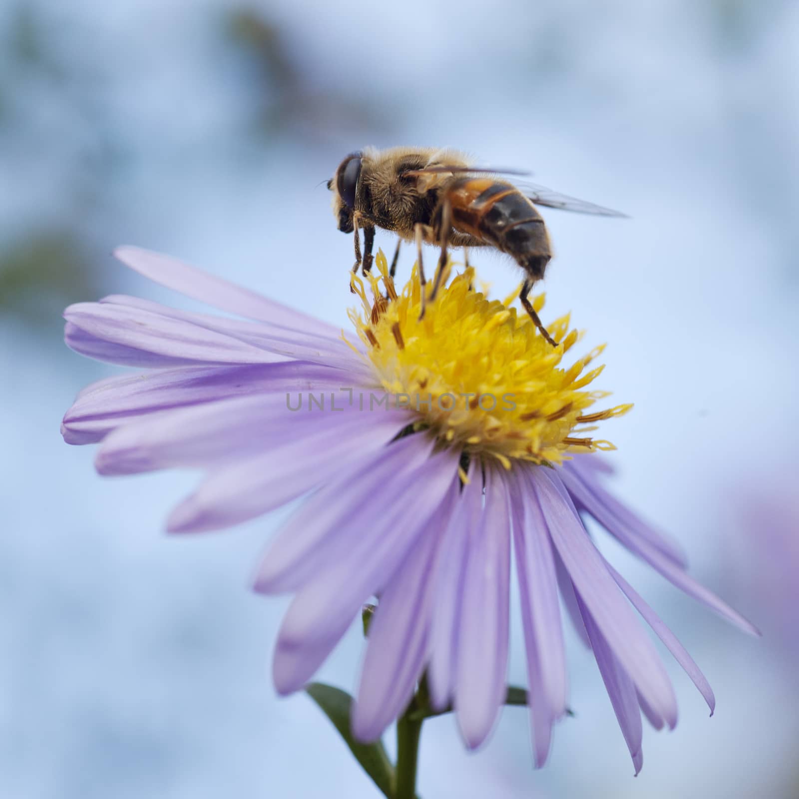 bee on purple and yellow flower against blue sky