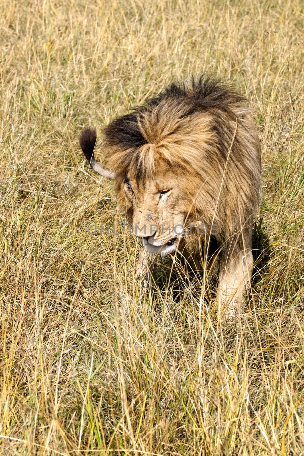 adult African lion with well developed mane in grassland of  Masai Mara National Reserve, Kenya, Africa