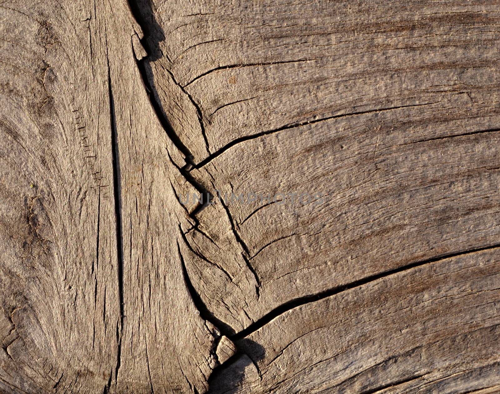 Old dried wood with crack by Ahojdoma