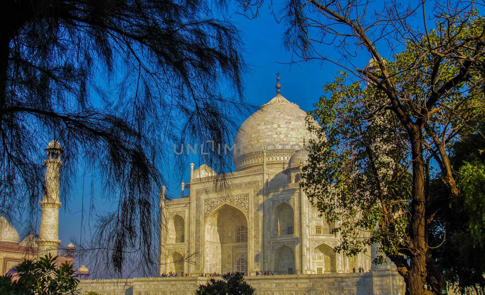 The Light Golden Yellow Hues  of the sun on the Taj as seen here, framed by trees on either side on a winter morning with a clear Blue sky, impart it an eternal beauty all its own.