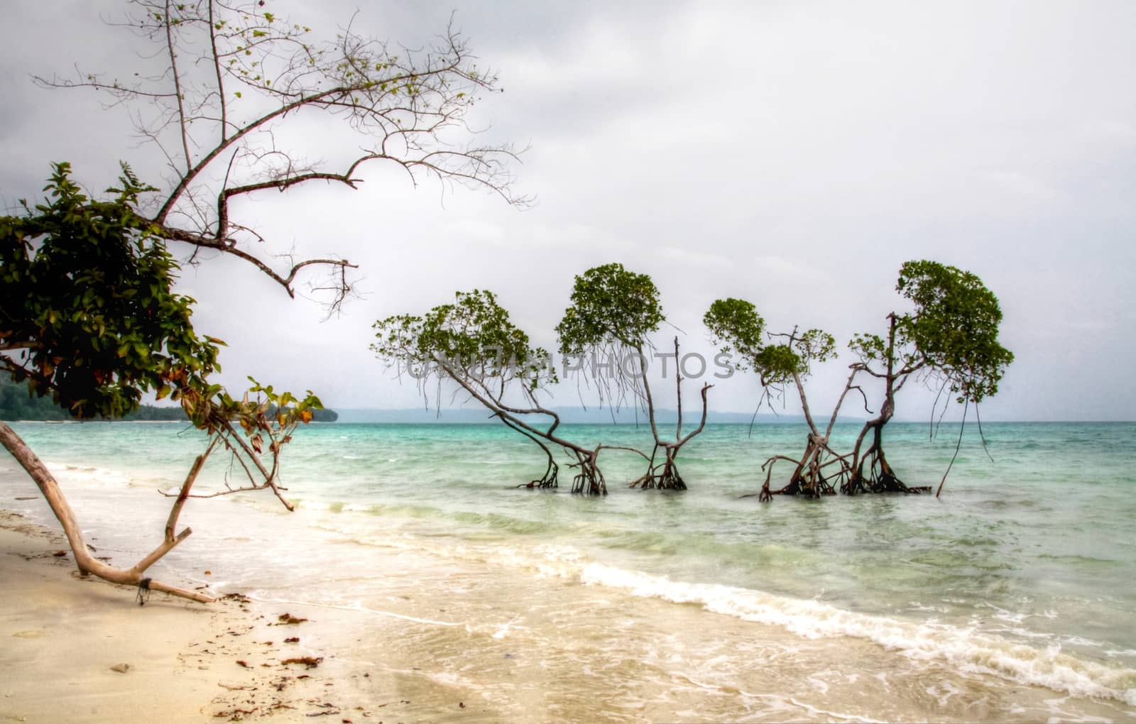 The Vijayanagar Beach on east coast of Havelock island in Andamans is usually very calm, but is disturbed here by the approaching storm reflected by the grey clouds and the ripples in sea. the four mangrove trees seem to stand guard and the branches of a tree on the beach provide a frame.