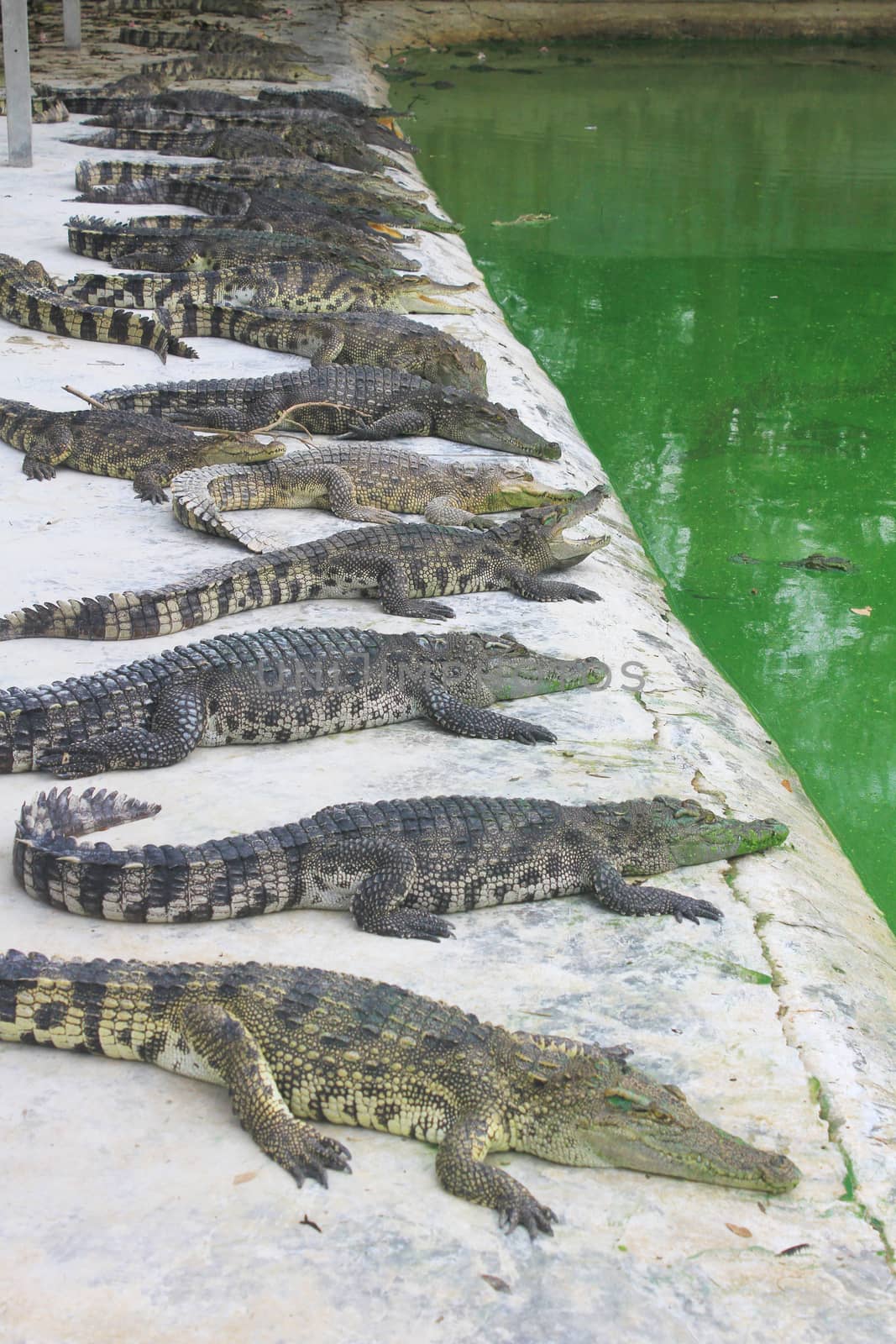 Close up Crocodiles in a farm, Thailand 