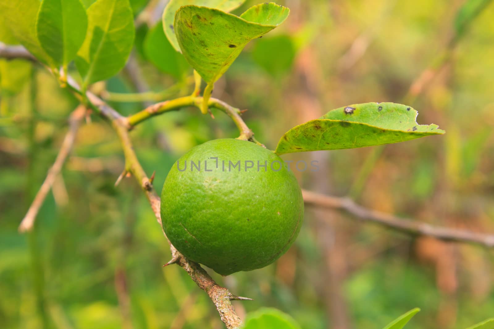 green lemon on the lemon tree in organic farm in Thailand