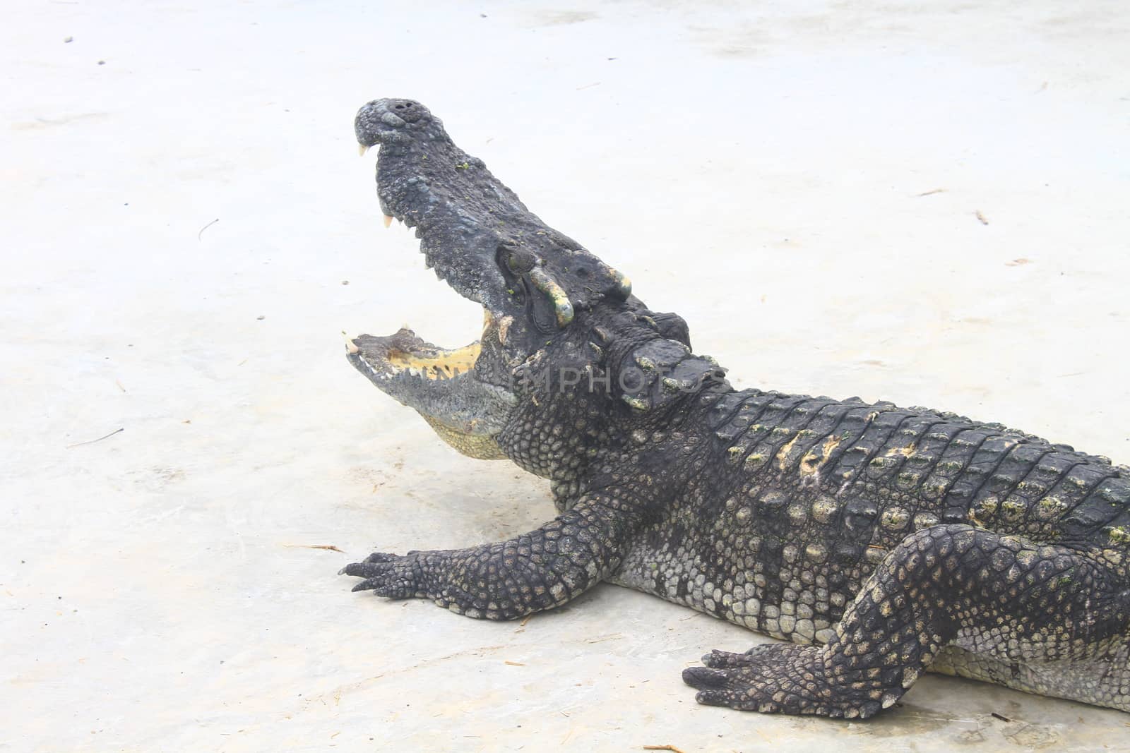 Close up Crocodiles in a farm, Thailand 