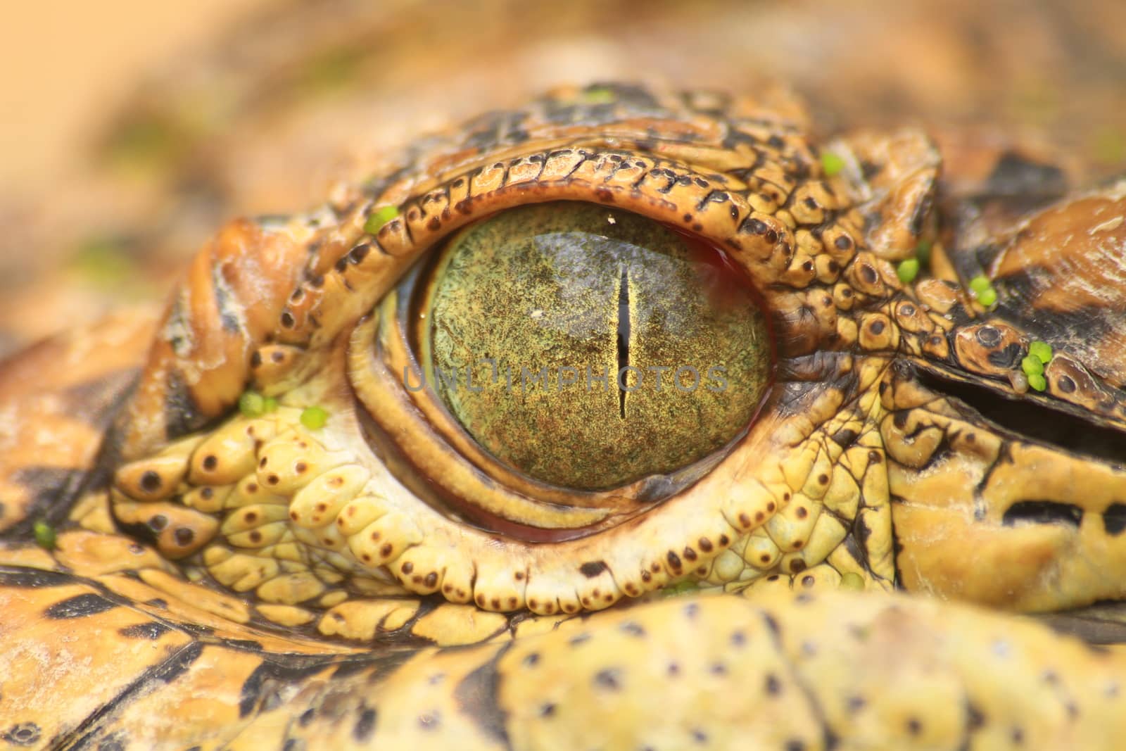 close up of the Crocodile eye, portrait of exotic reptile