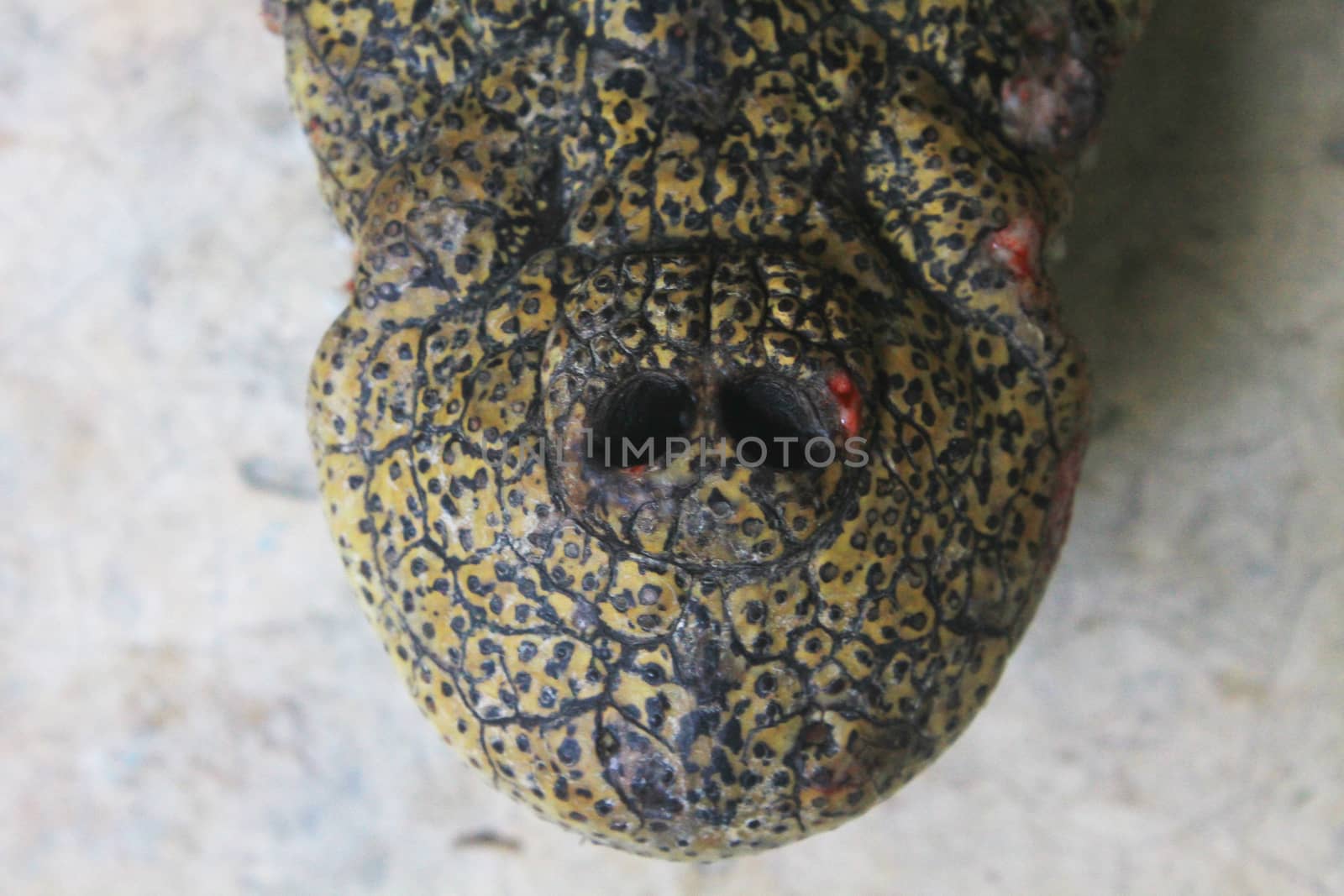 Crocodile head close up on a background