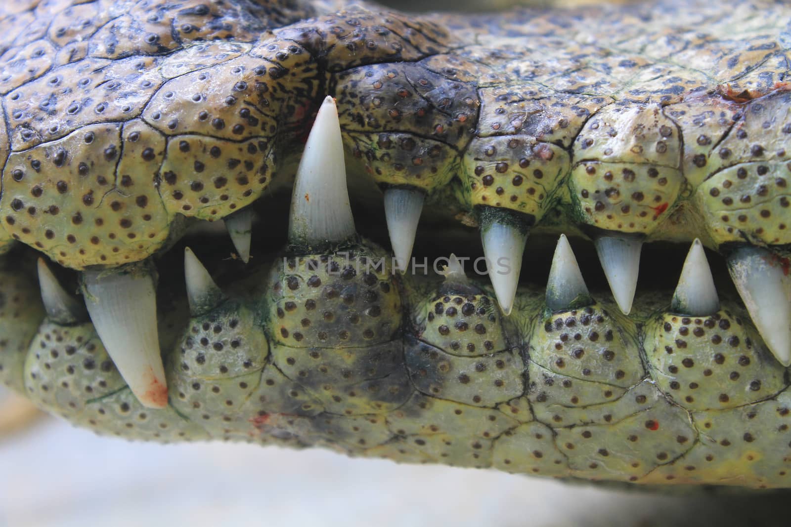 close up of the mouth and teeth a crocodile 