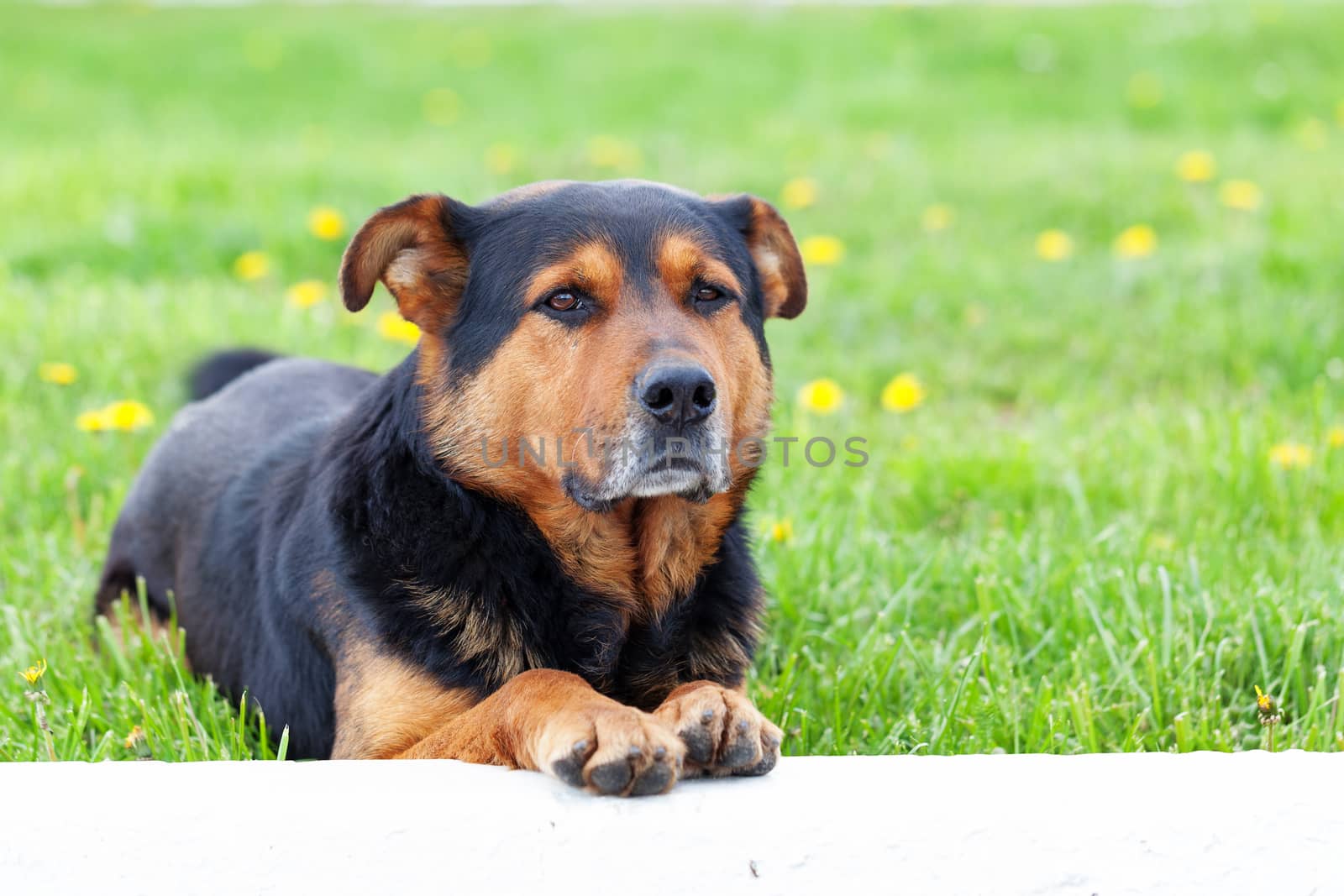 Cute brown dog portret on grass, sunny day.