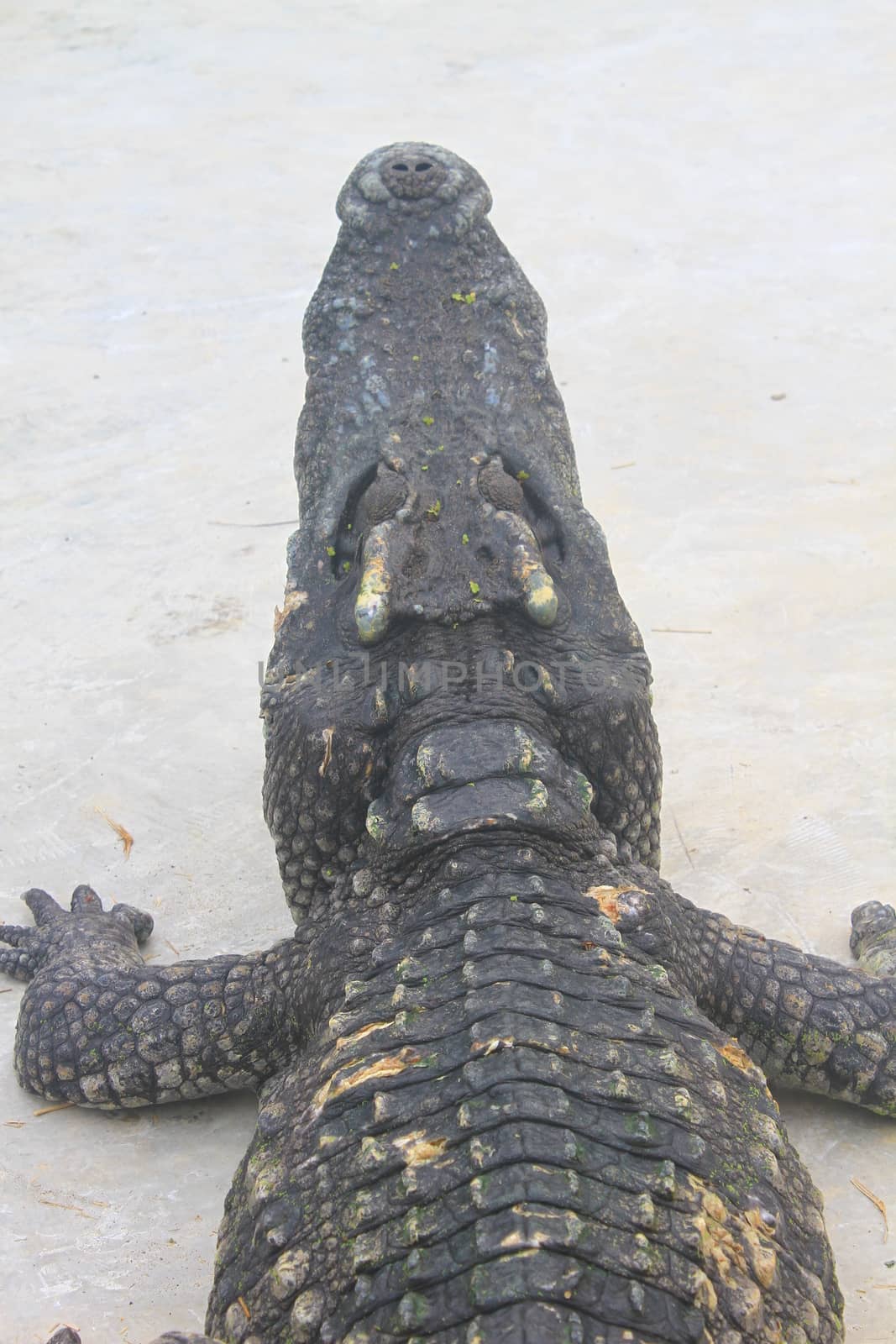 Close up Crocodiles in a farm, Thailand 
