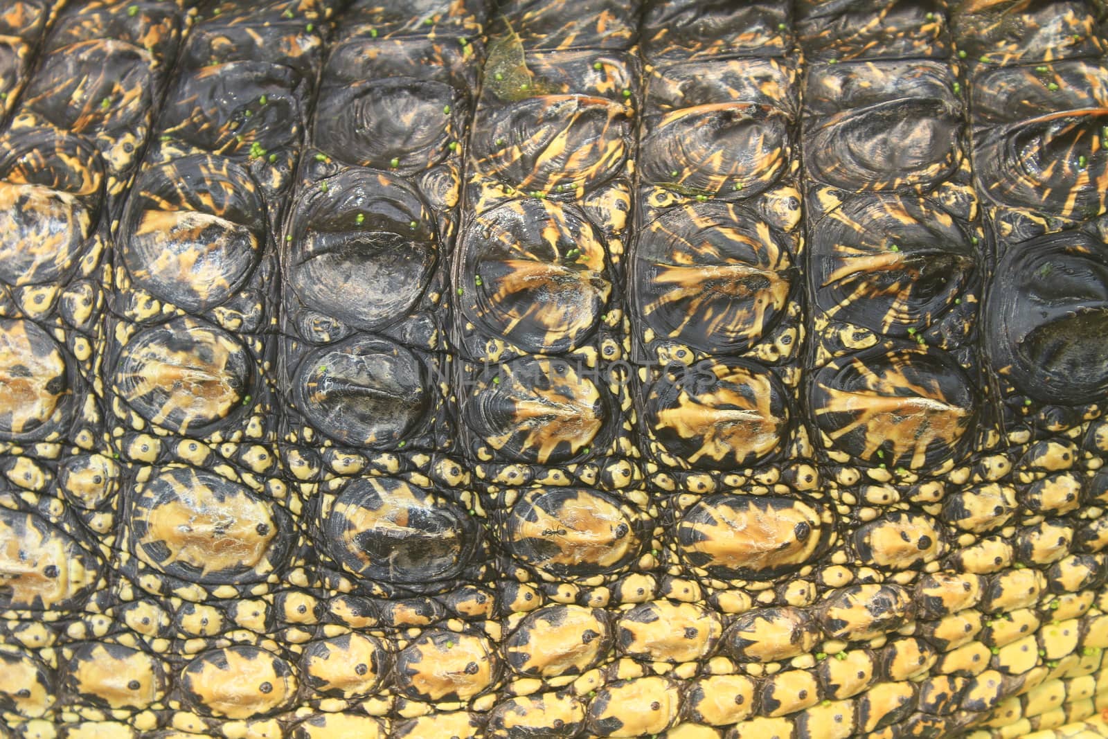 Crocodile skin texture, close up skin texture and background