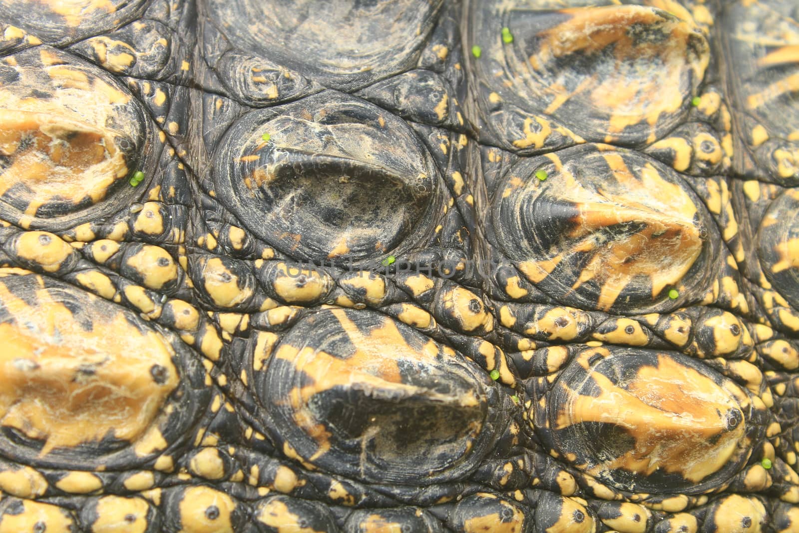 Crocodile skin texture, close up skin texture and background