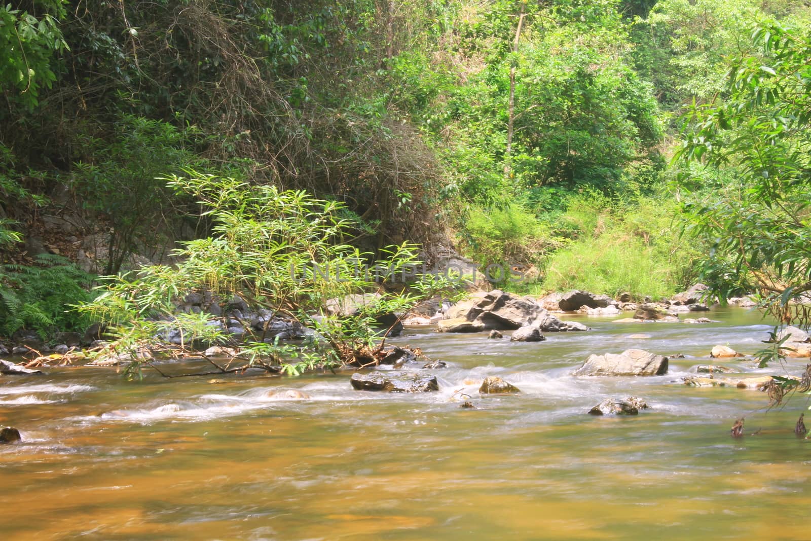 River in deep forest, river in evergreen forest in Thailand 