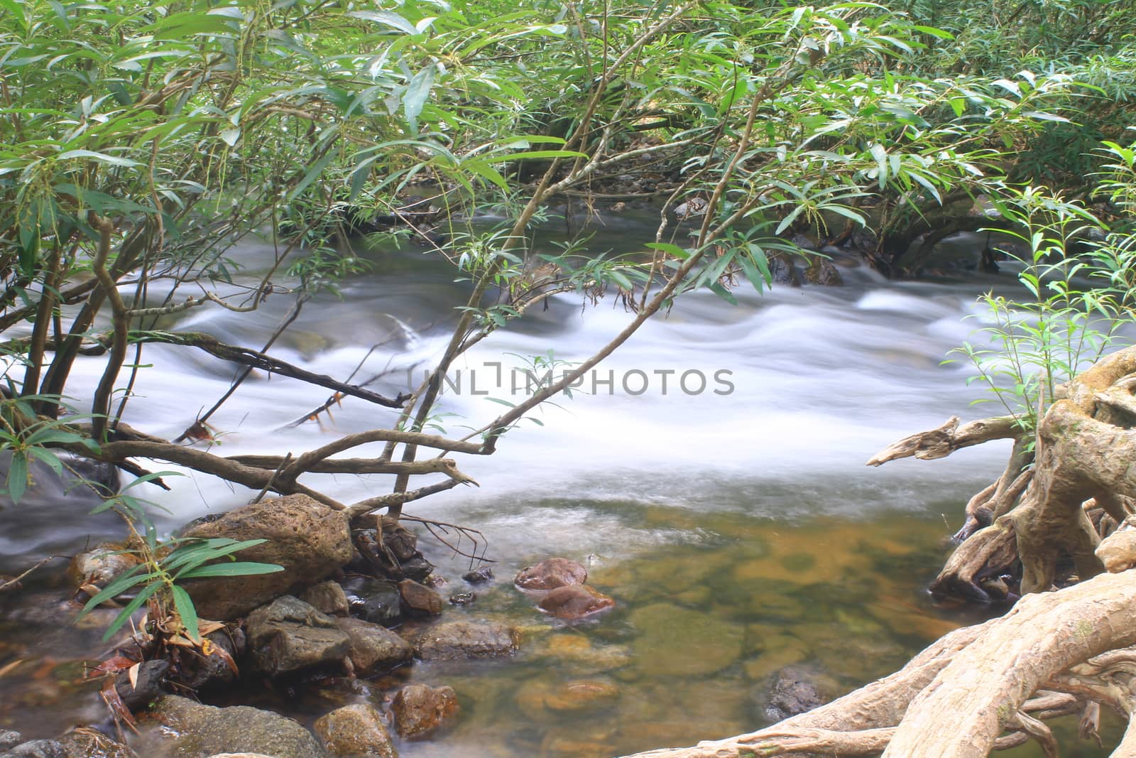 River in deep forest, river in evergreen forest in Thailand 