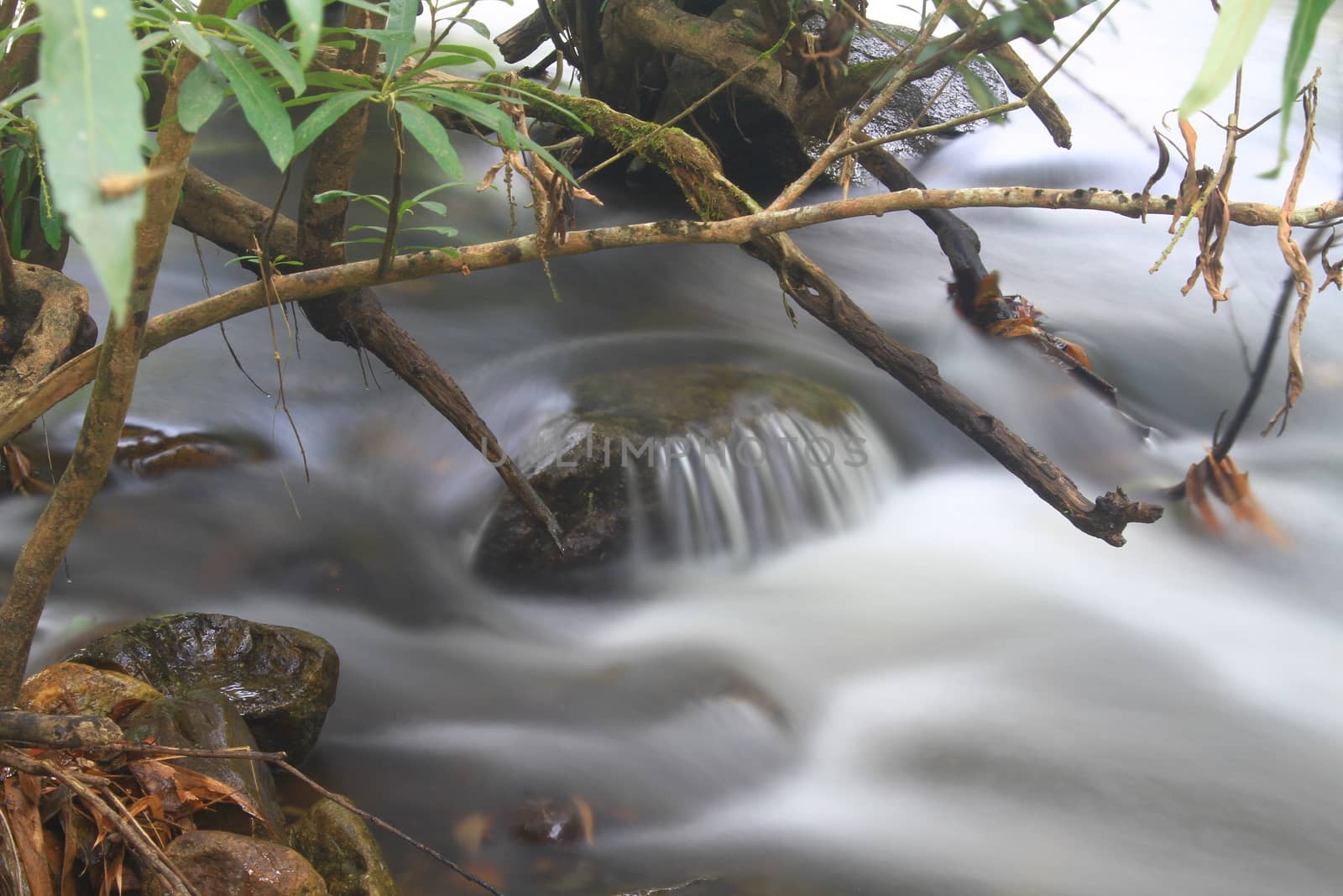 River in deep forest, river in evergreen forest in Thailand 