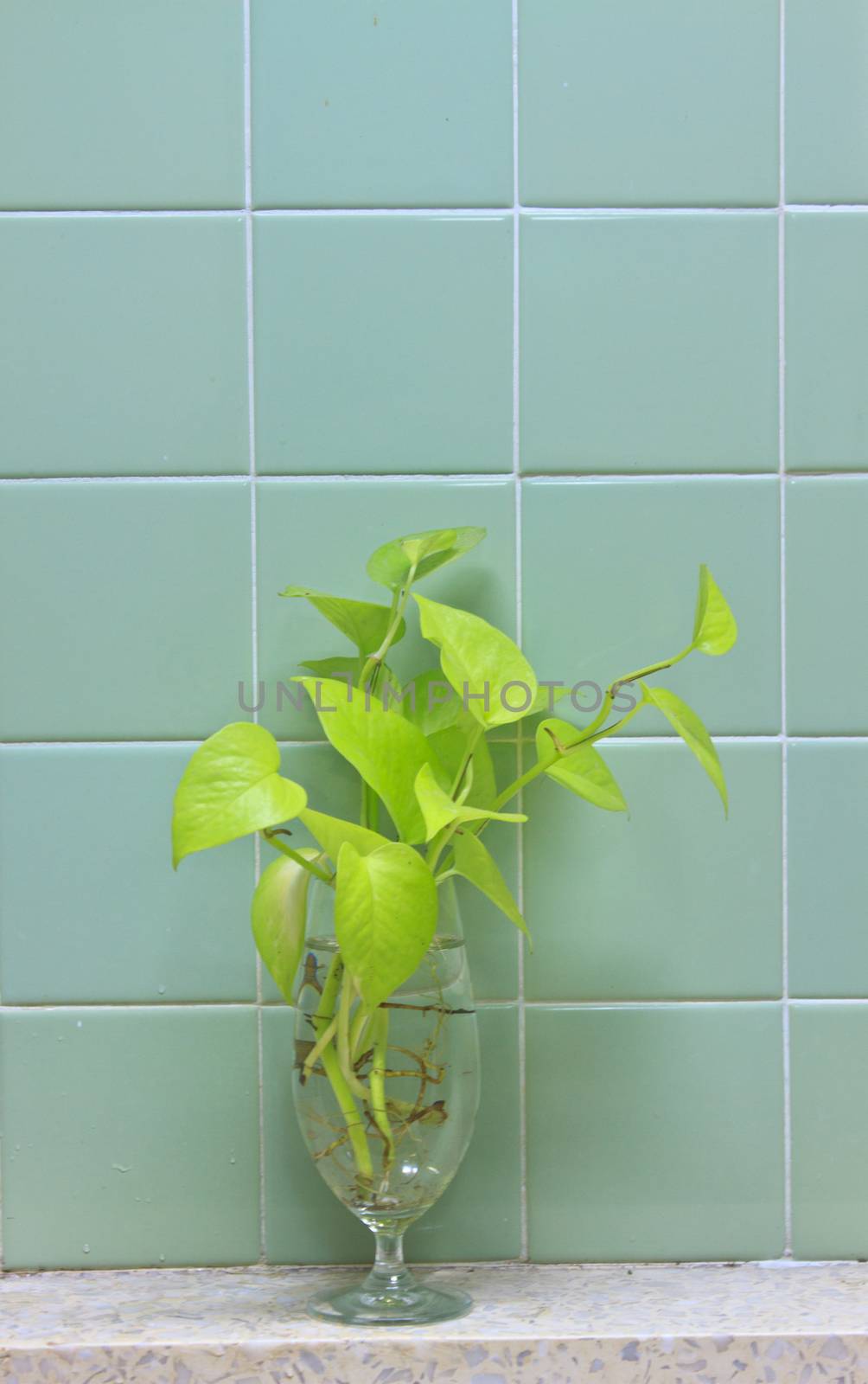 Devil's ivy plant, Golden pothos on glass in bathroom 