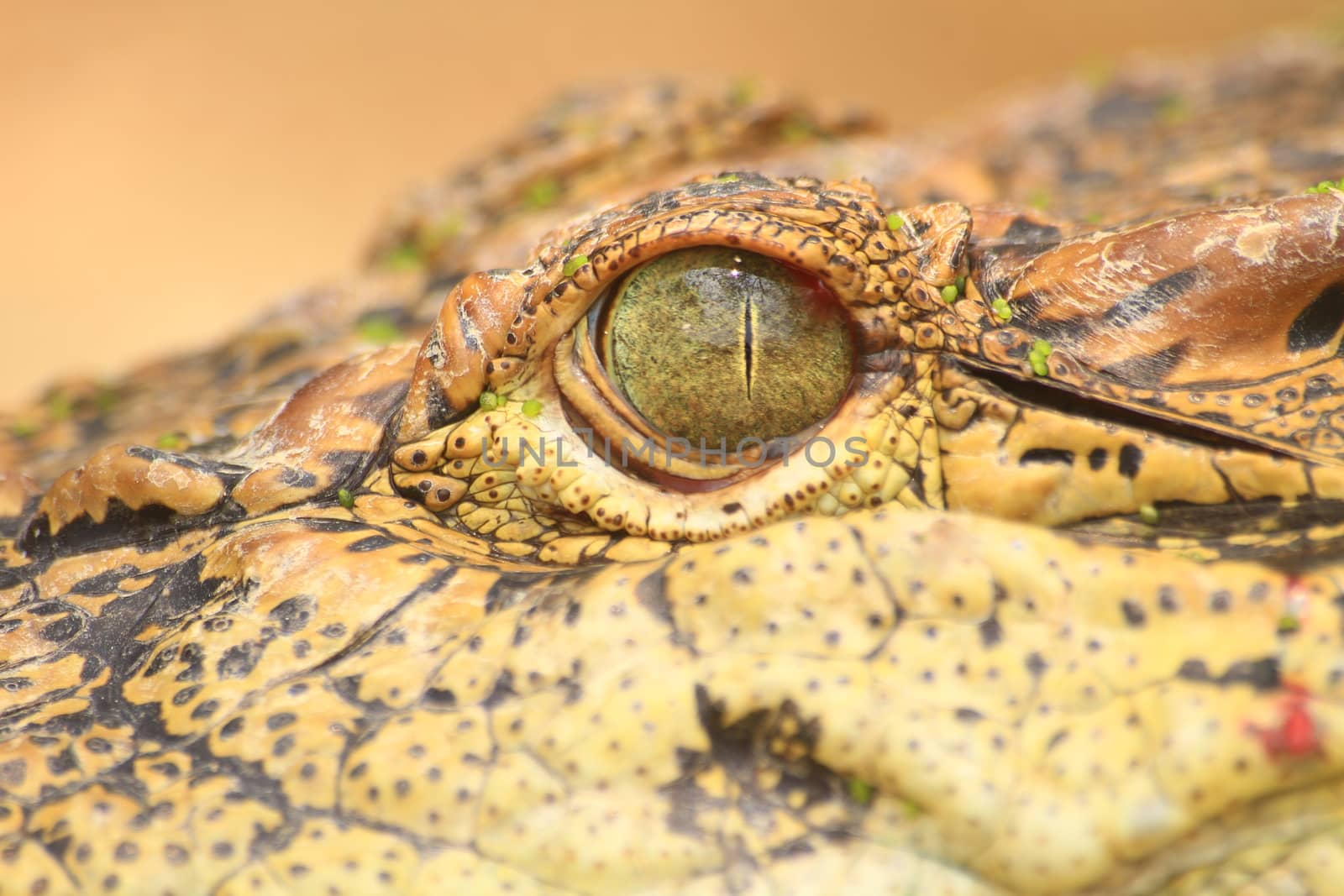 close up of the Crocodile eye, portrait of exotic reptile