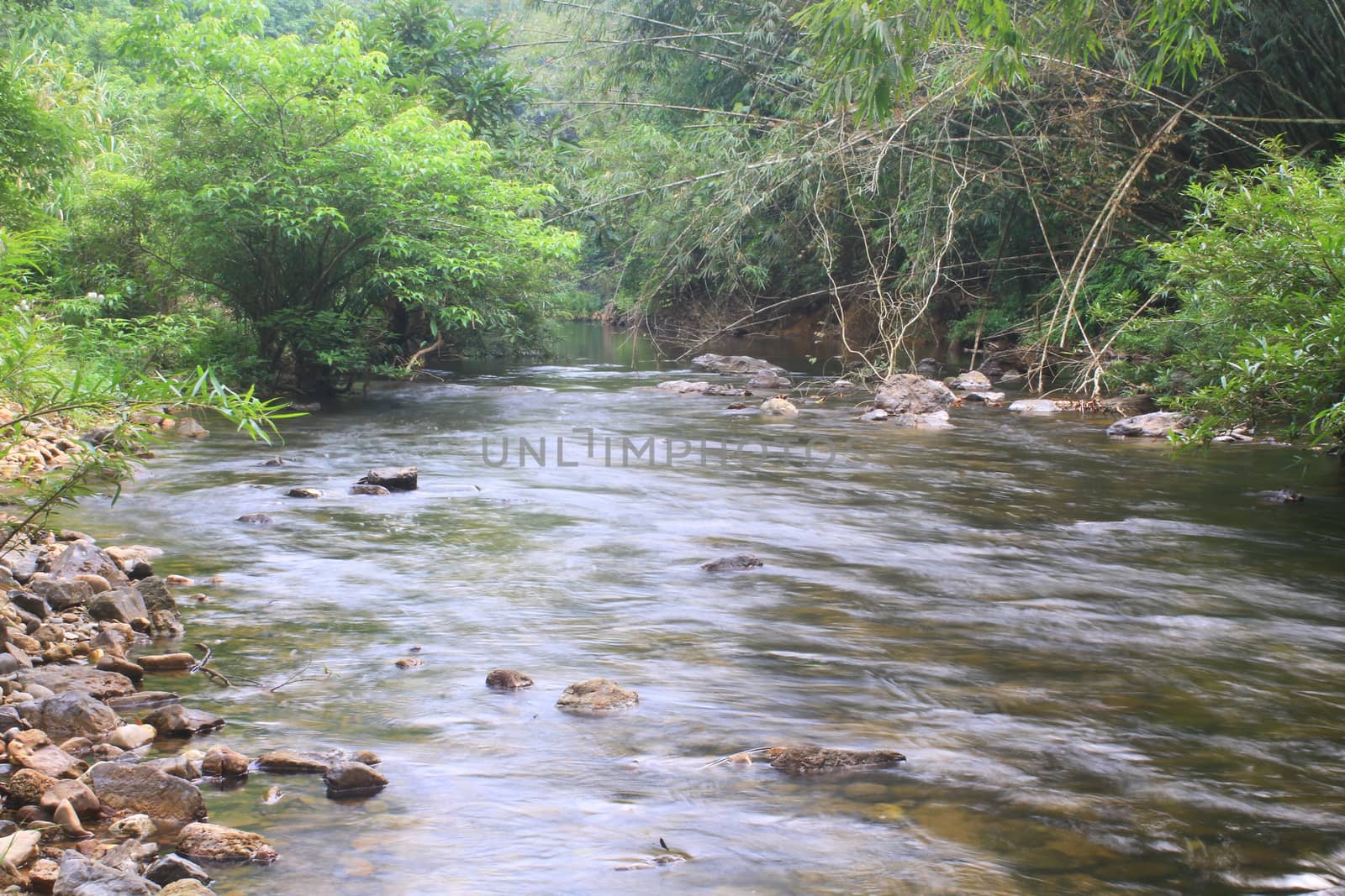 River in deep forest, river in evergreen forest in Thailand 