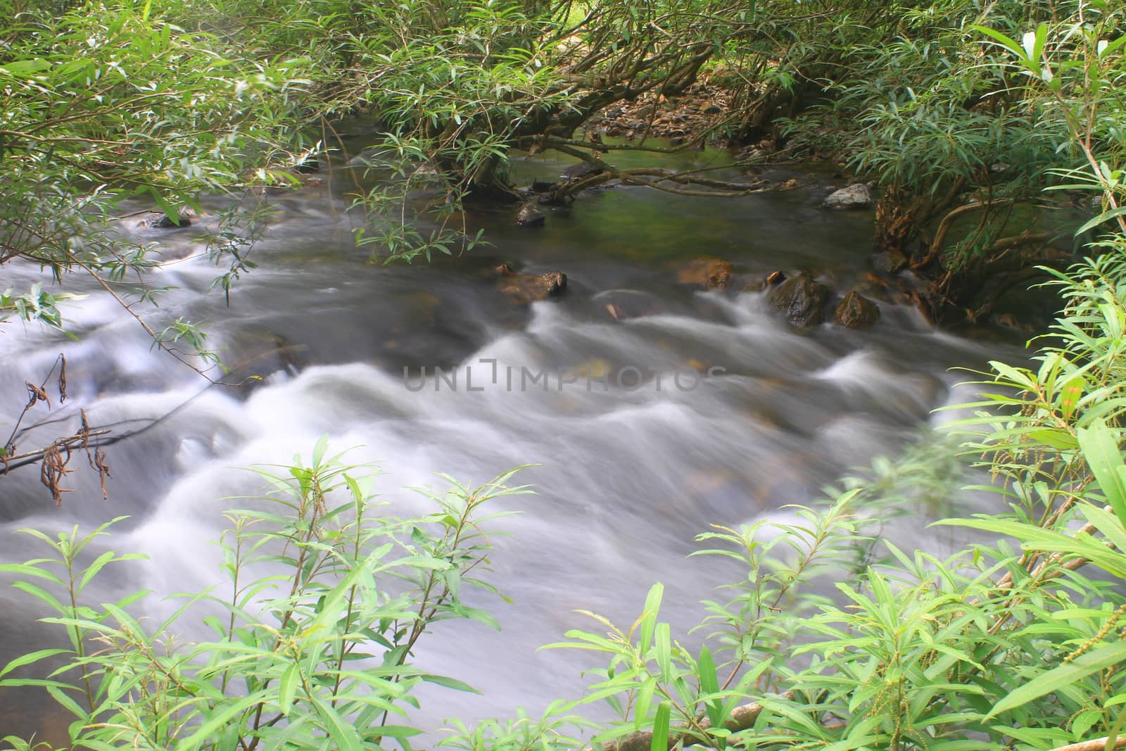 River in deep forest, river in evergreen forest in Thailand 