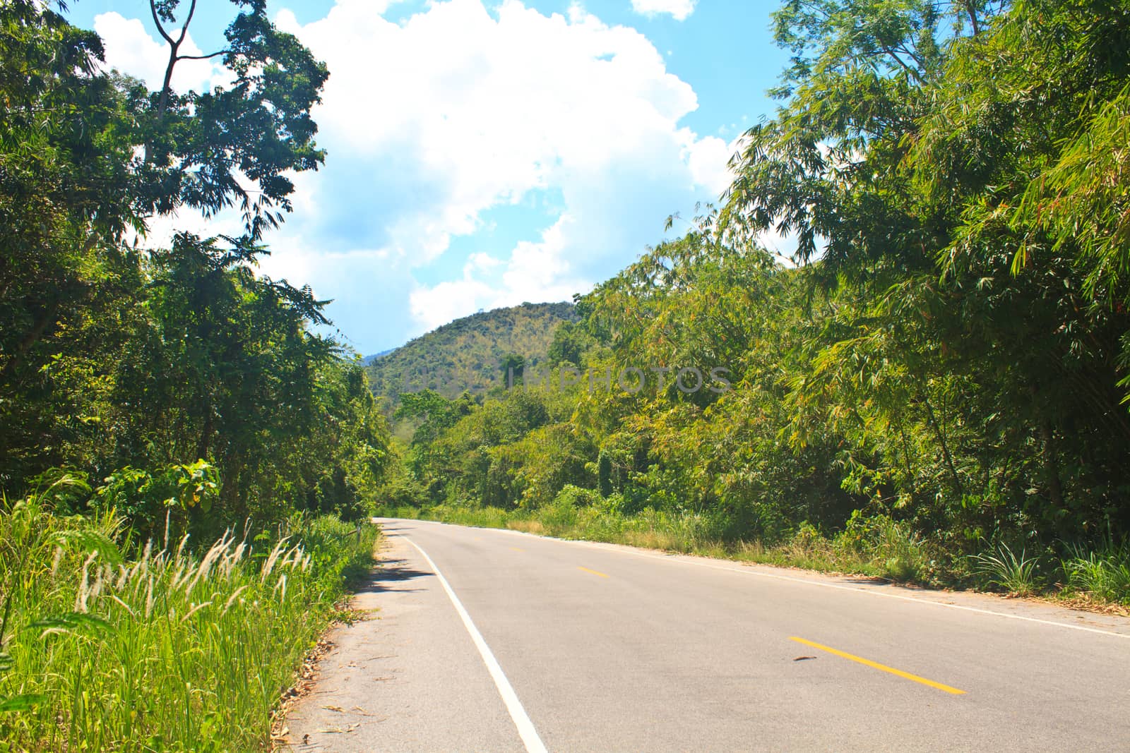 Road in a green forest, national park  