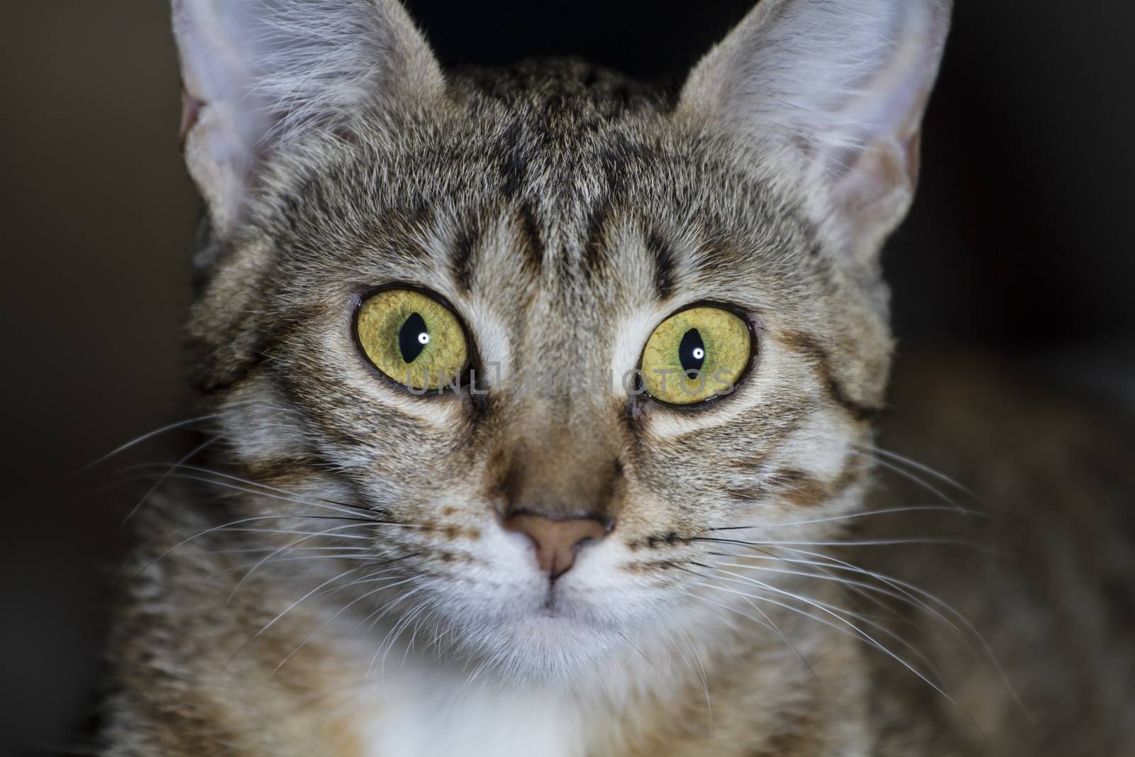 Adorable common cat hair tabby by FernandoCortes