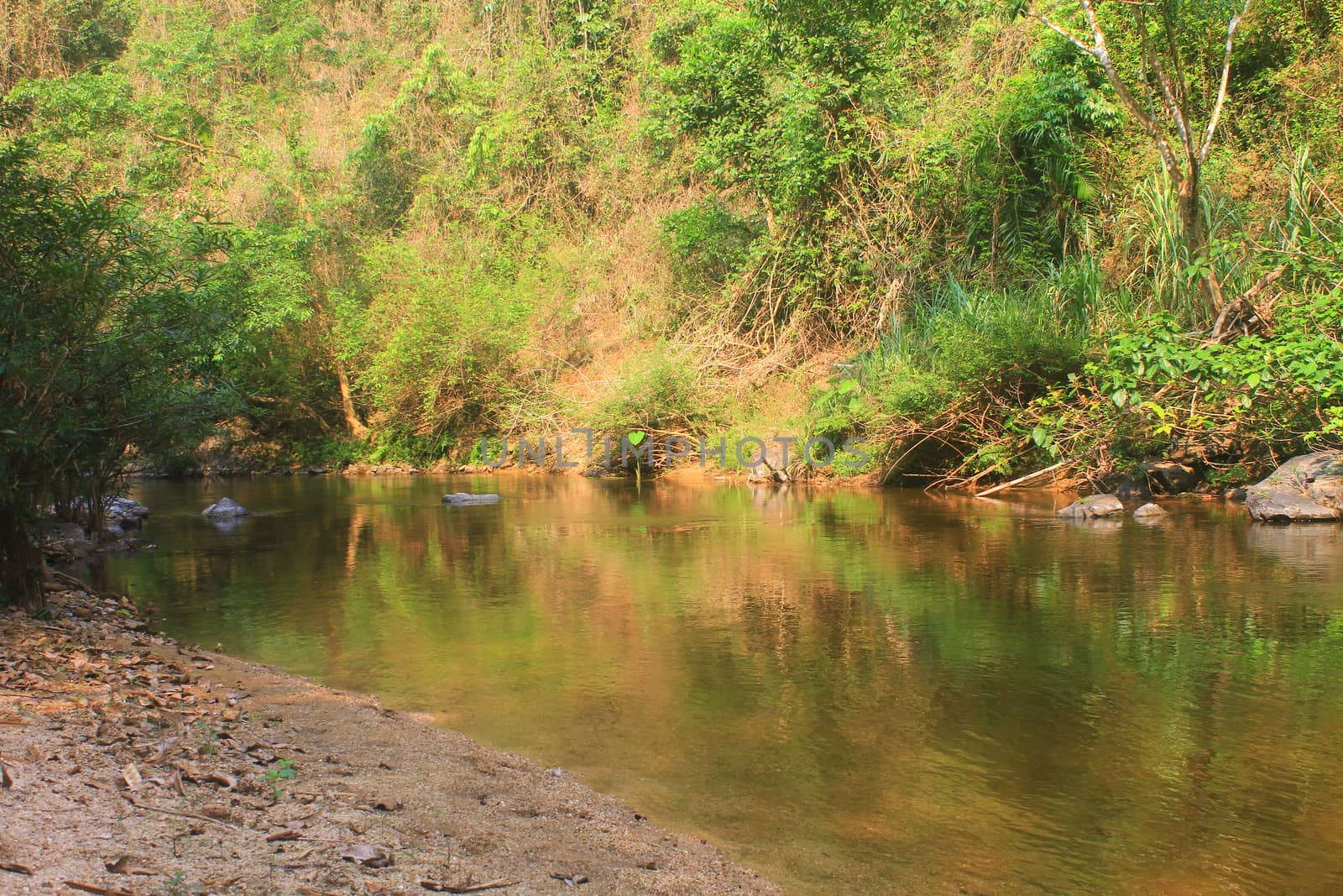 River in deep forest, river in evergreen forest in Thailand 
