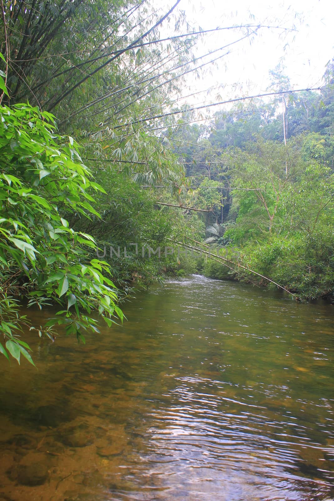 River in deep forest, river in evergreen forest in Thailand 