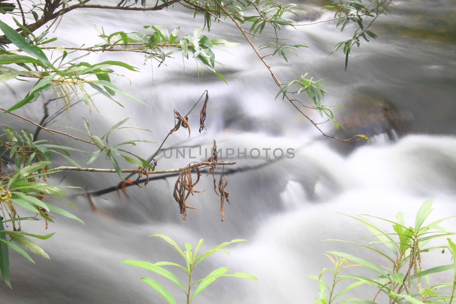 River in deep forest, river in evergreen forest in Thailand 