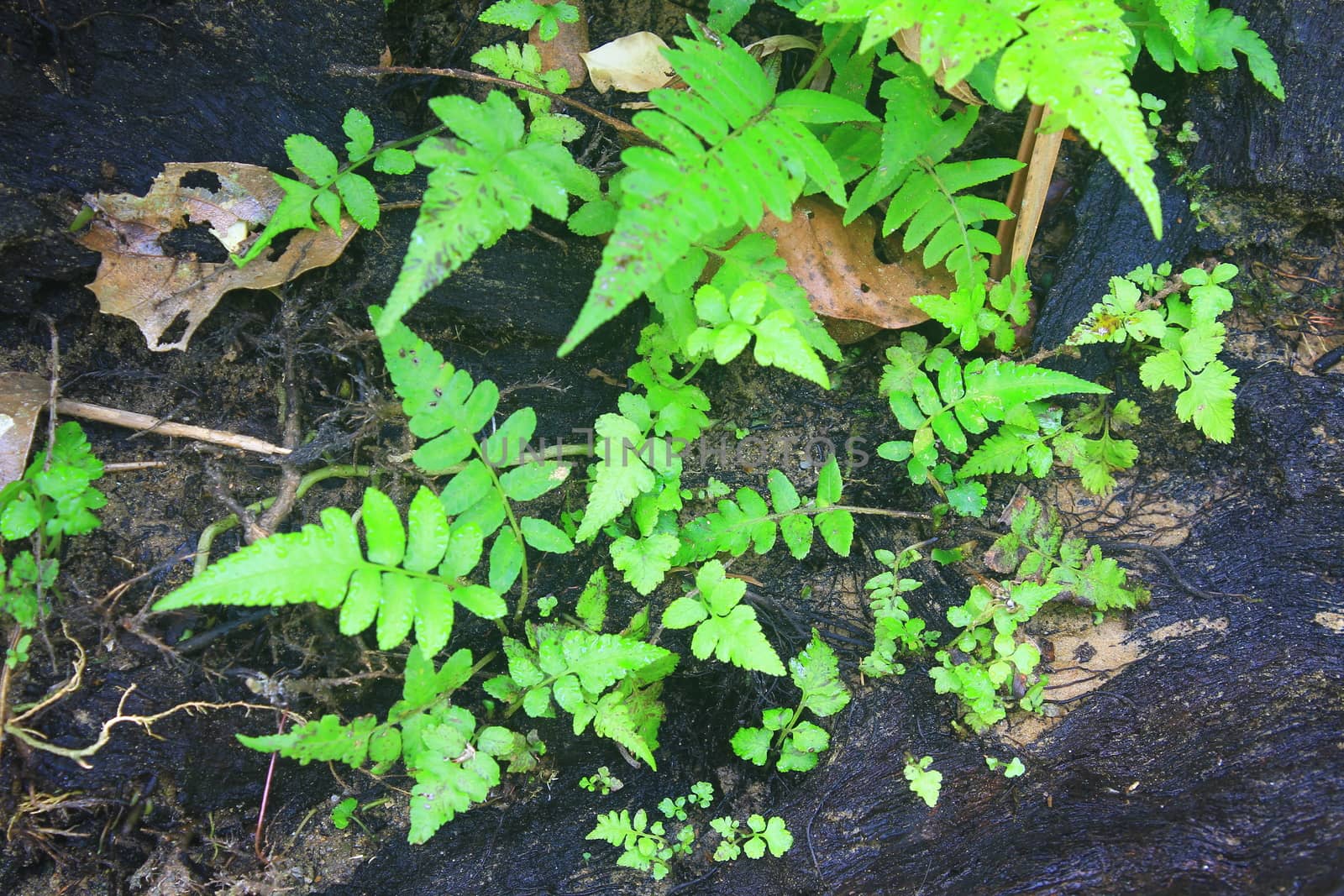 Forest ferns and fallen log in deep forest