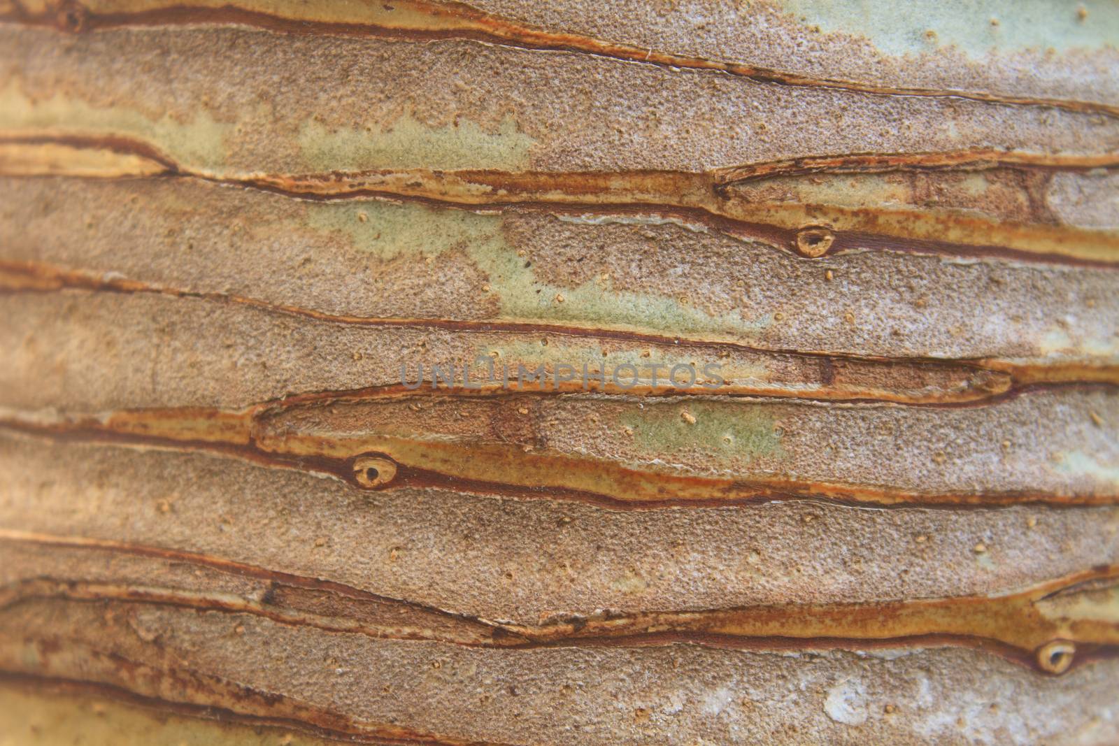 Dracaena tree, background and texture trunk of Dracaena tree