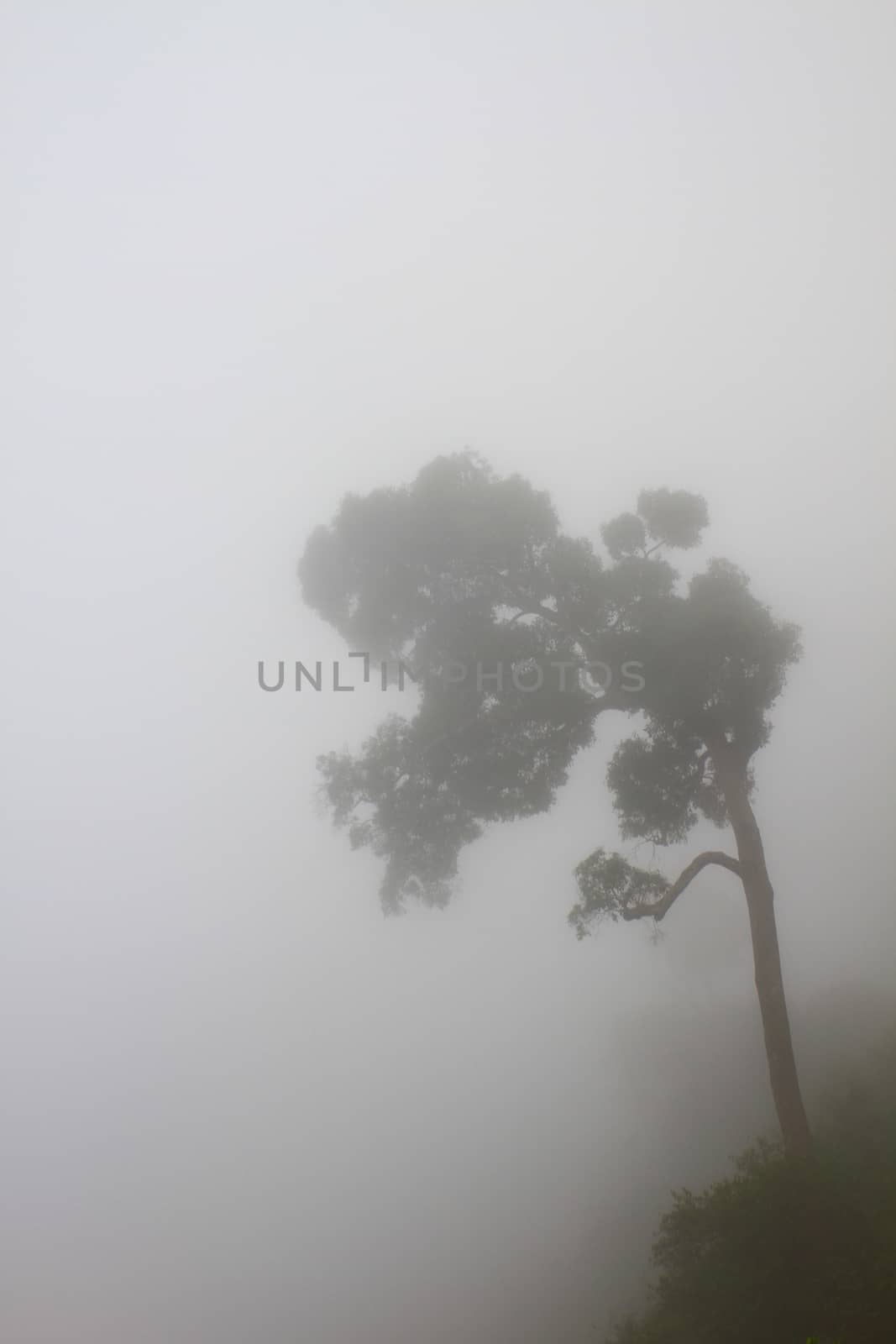 Tree in a fog by forest71