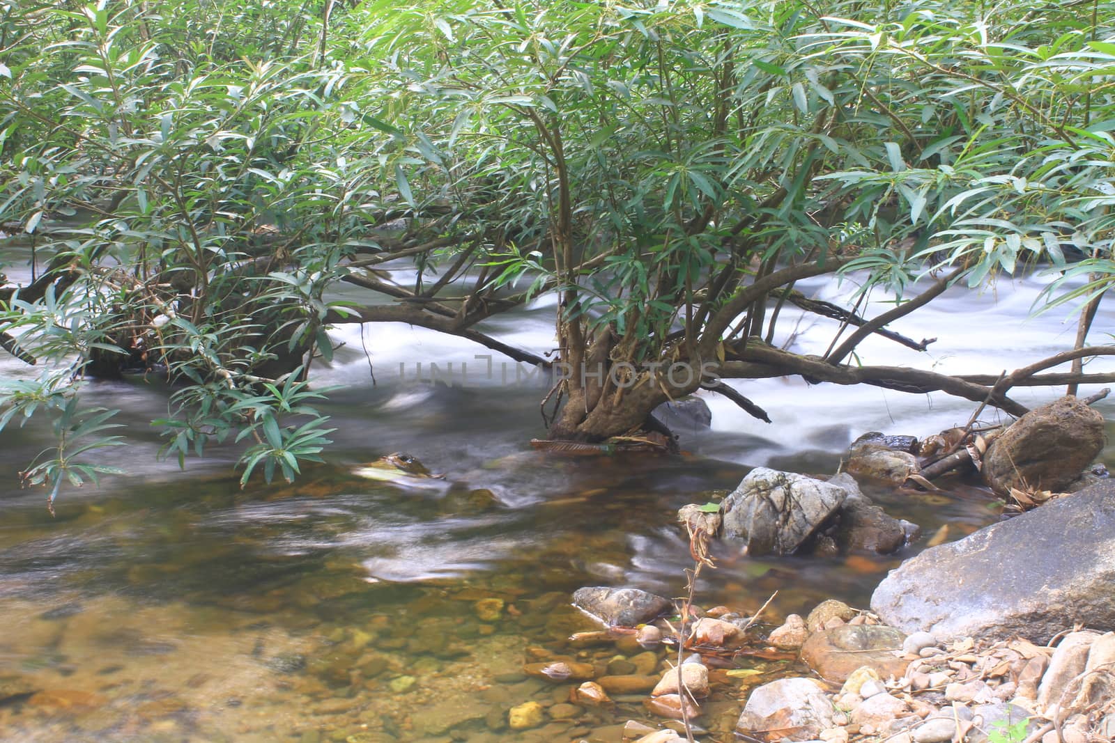 River in deep forest, river in evergreen forest in Thailand 