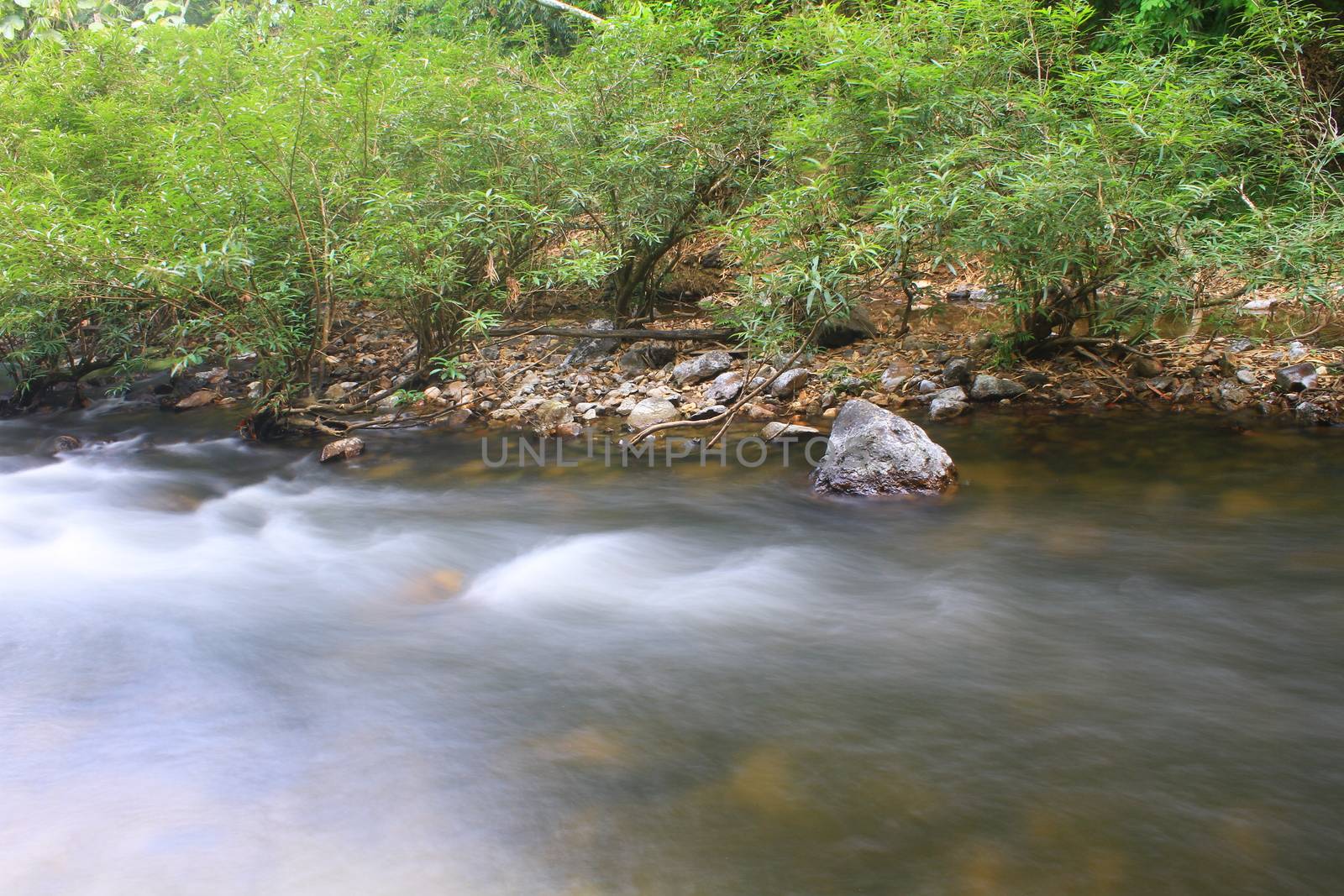 River in deep forest, river in evergreen forest in Thailand 
