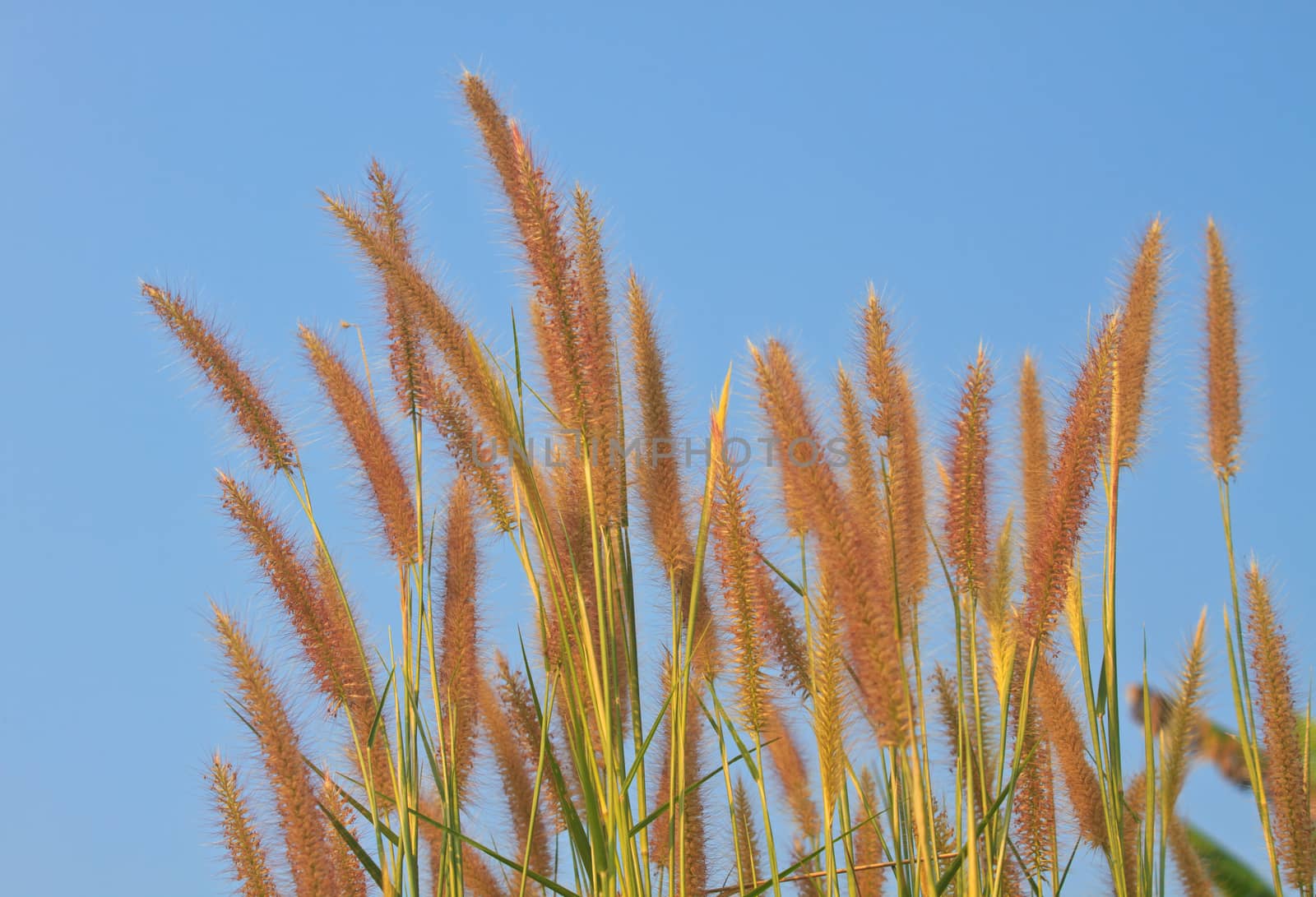 reeds of grass with blue sky background