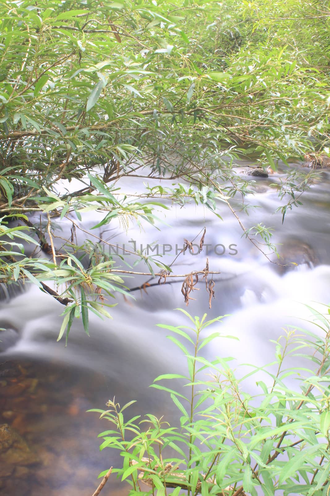 River in deep forest, river in evergreen forest in Thailand 