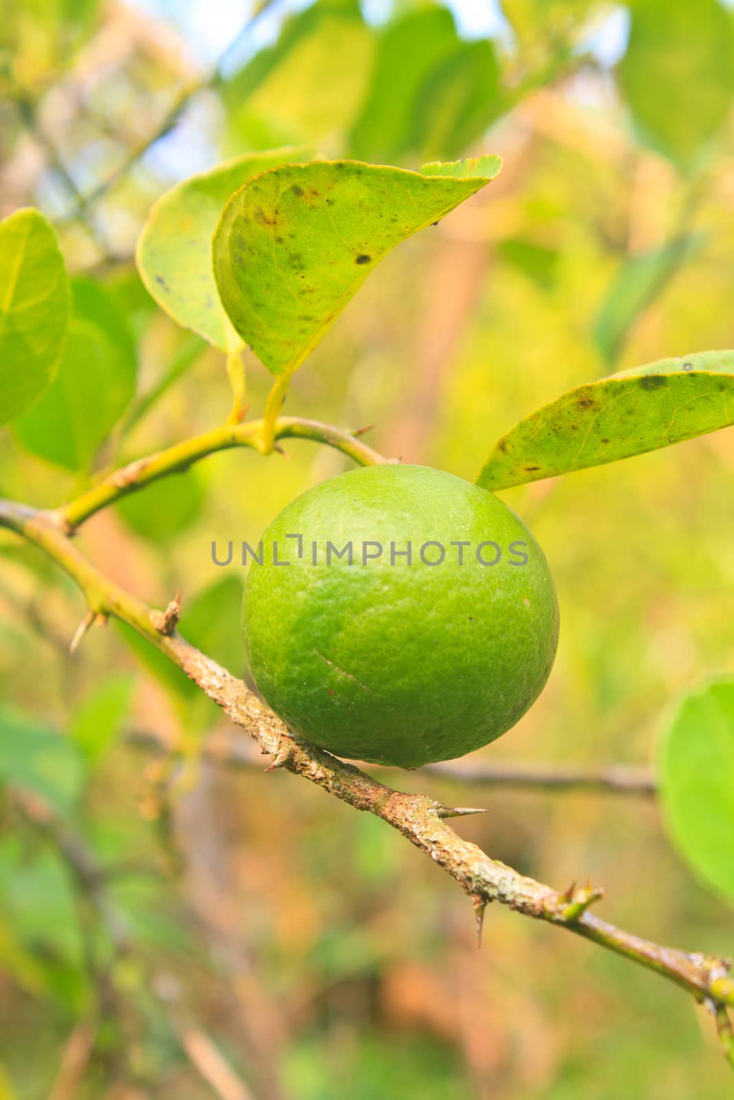 green lemon on the lemon tree in organic farm in Thailand