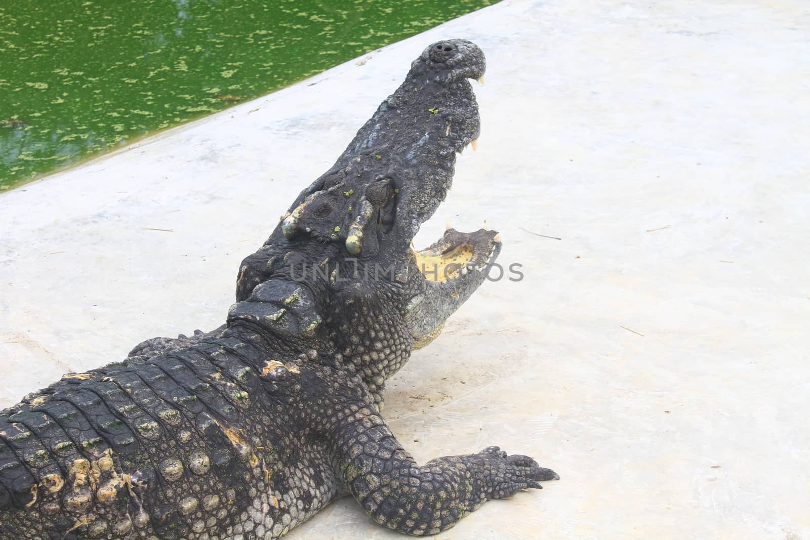 Close up Crocodiles in a farm, Thailand 