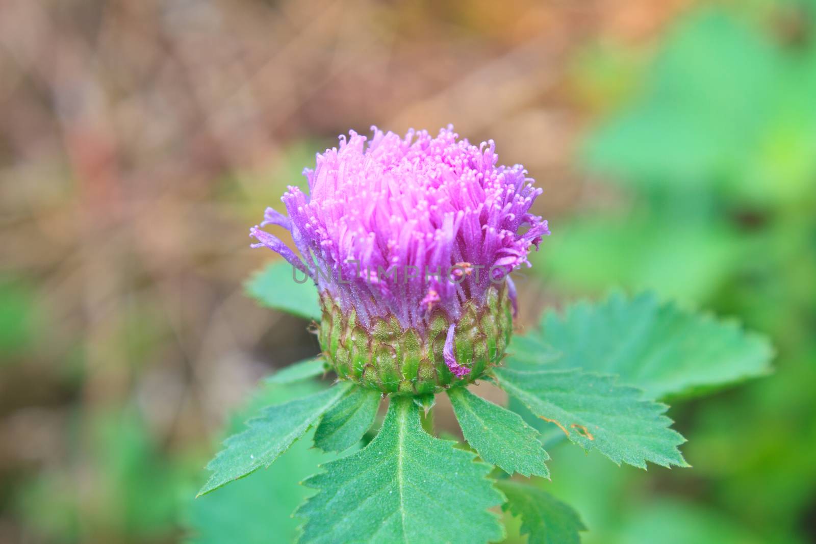 Purple Centratherum punctatum Cass flower with green leaf  