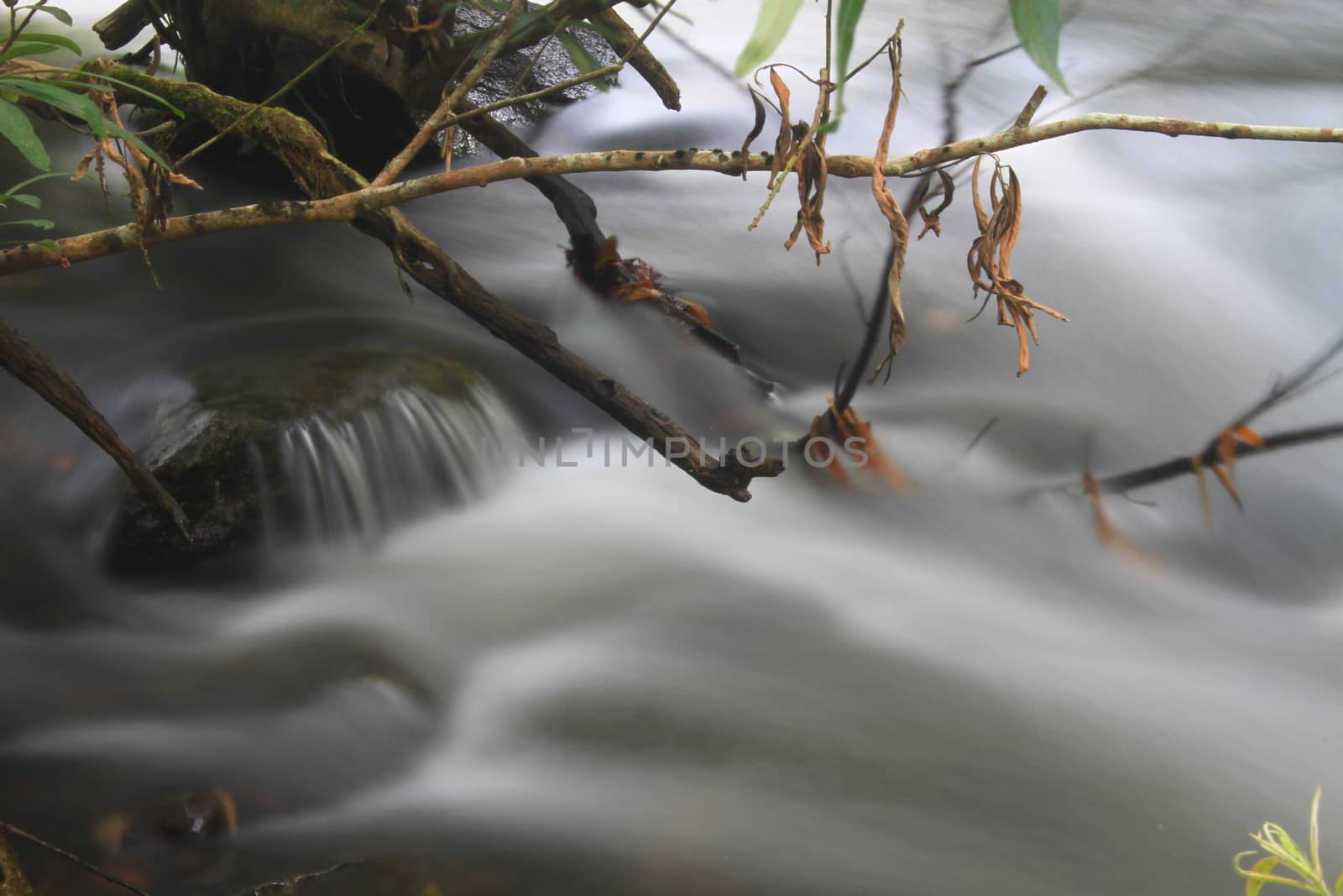 River in deep forest, river in evergreen forest in Thailand 