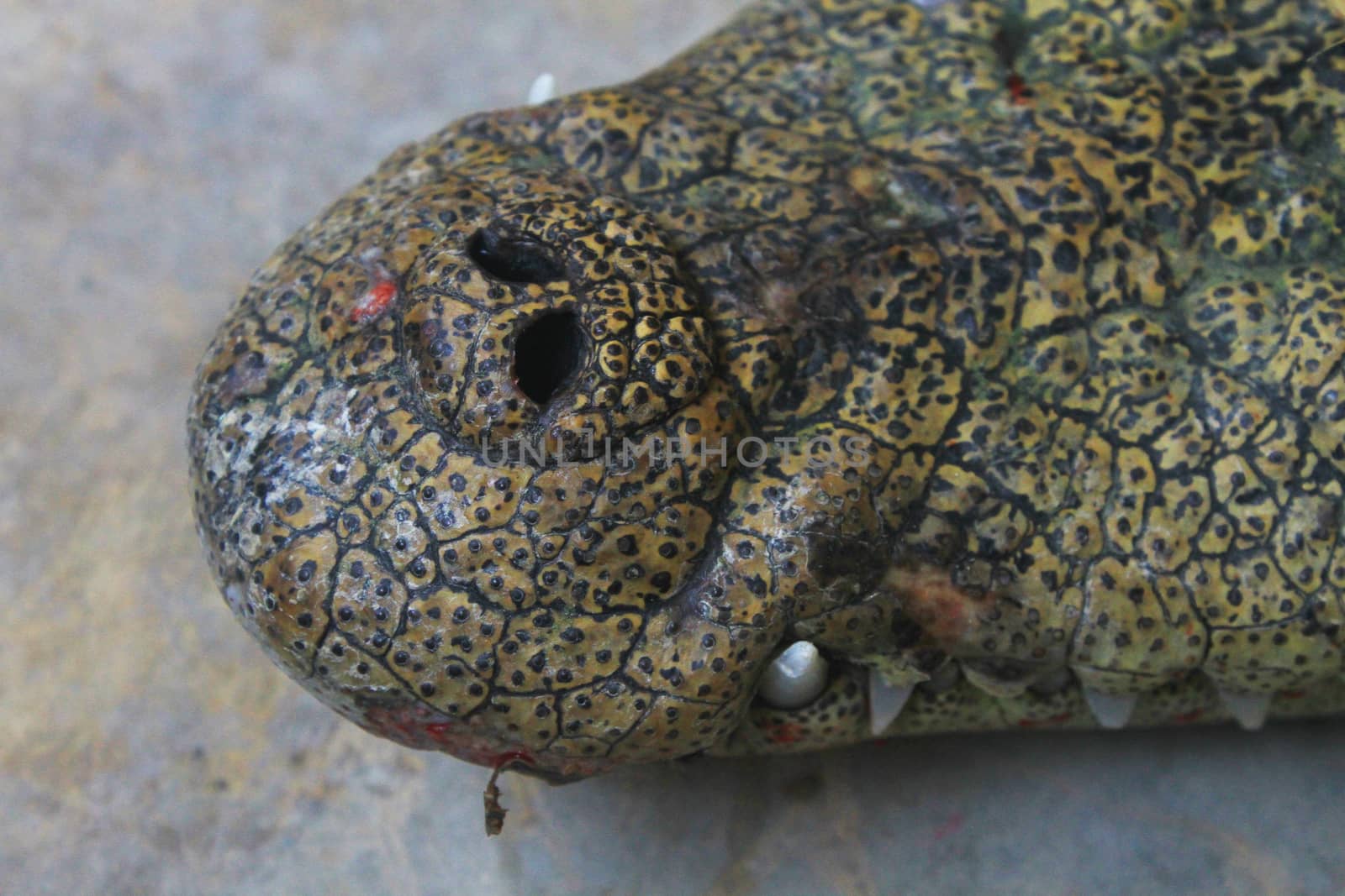 Crocodile head close up on a background