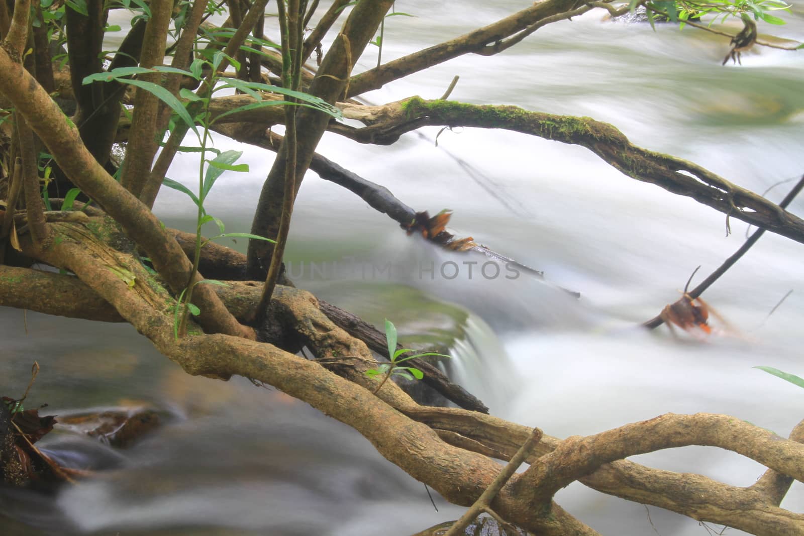 River in deep forest, river in evergreen forest in Thailand 