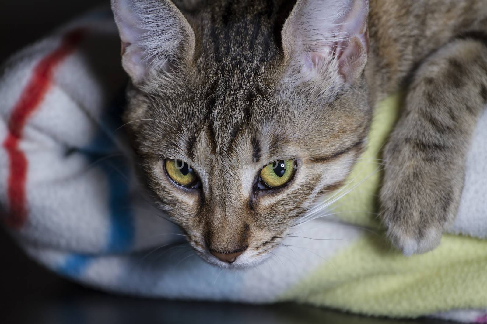 Feline, Adorable common cat hair tabby by FernandoCortes