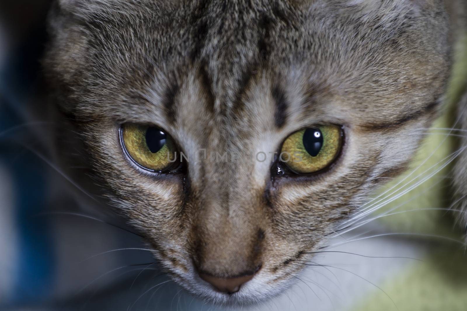 Feline, Adorable common cat hair tabby