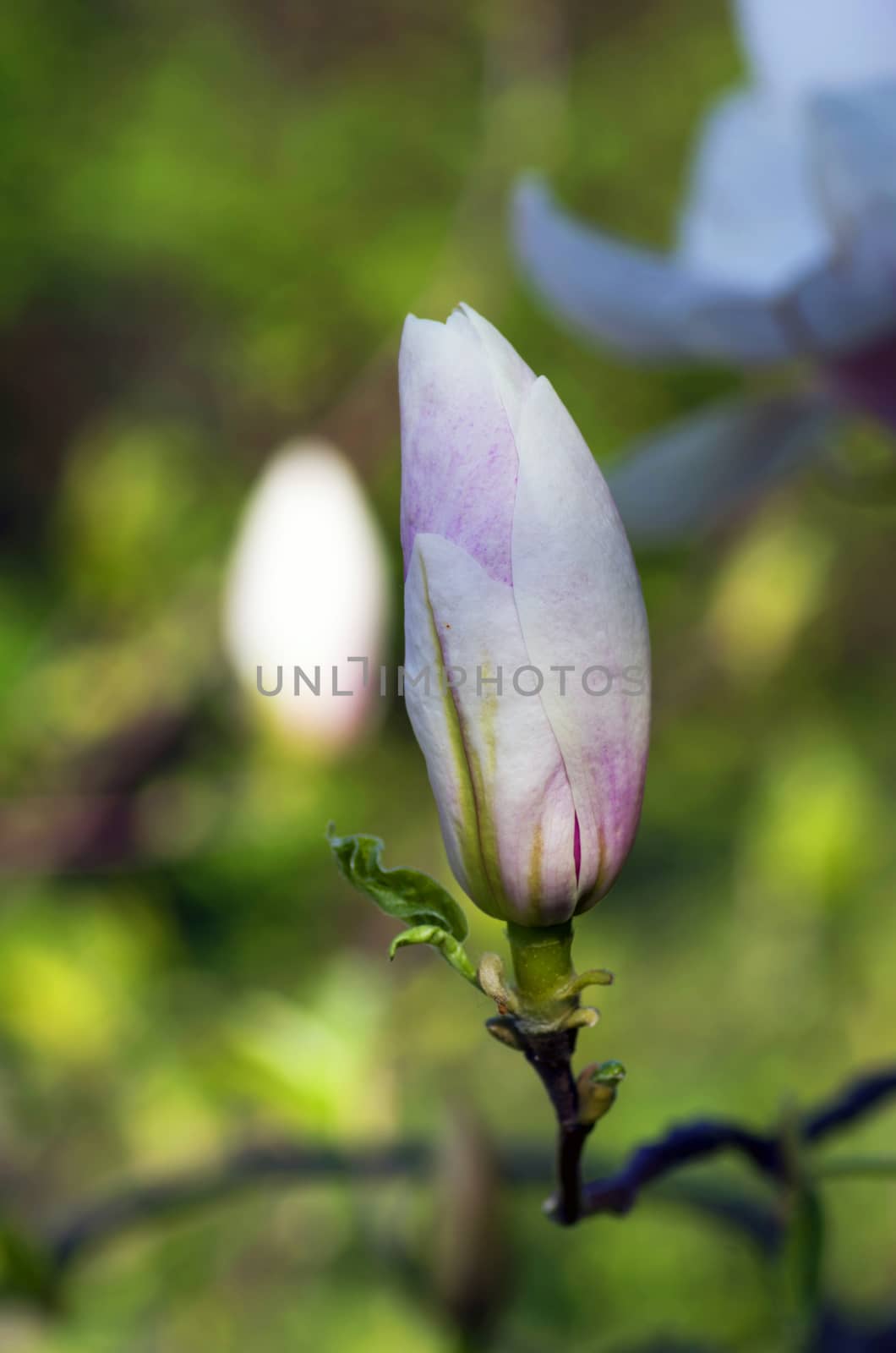 magnolia tree blossom over natural background
