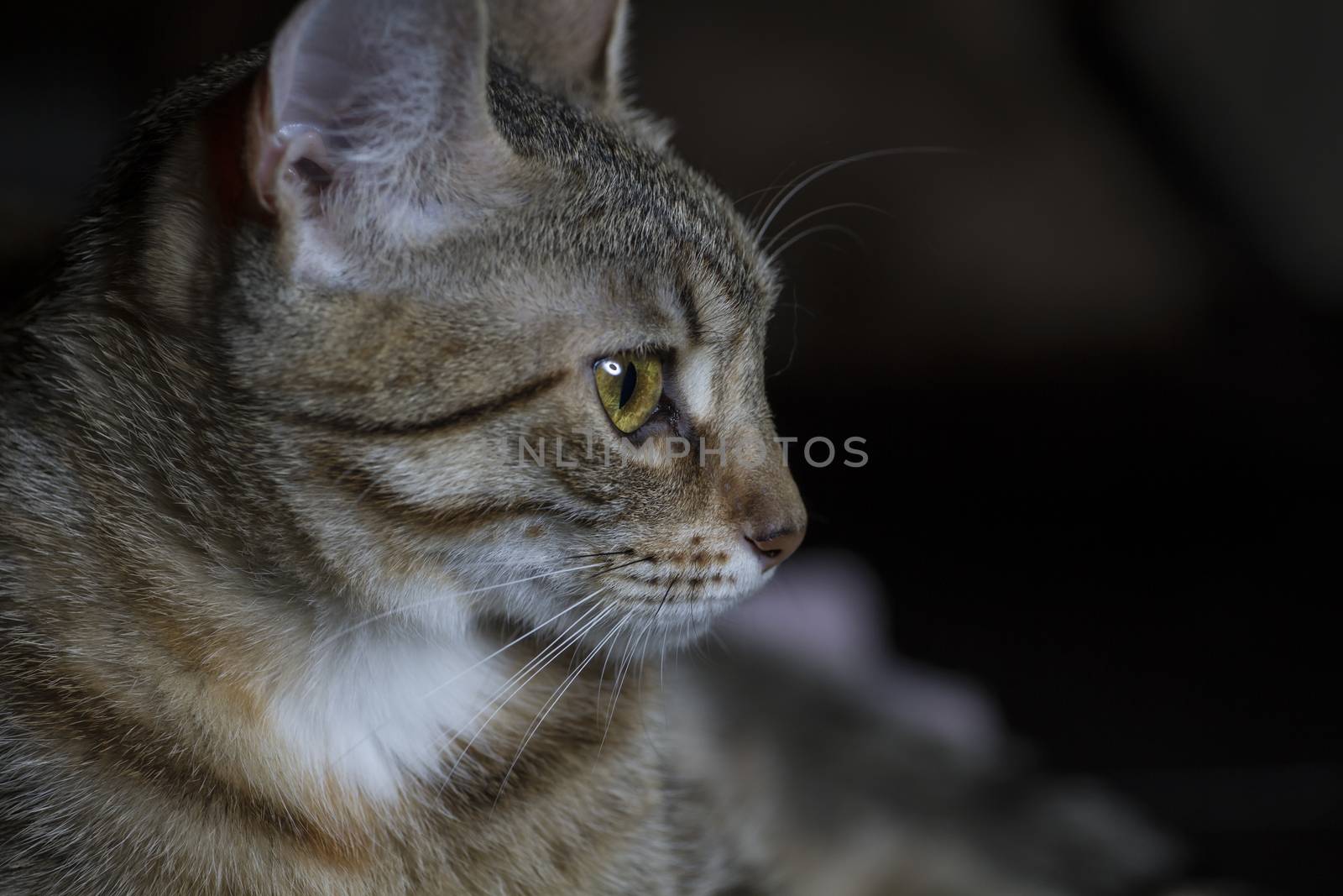 Pet, Adorable common cat hair tabby