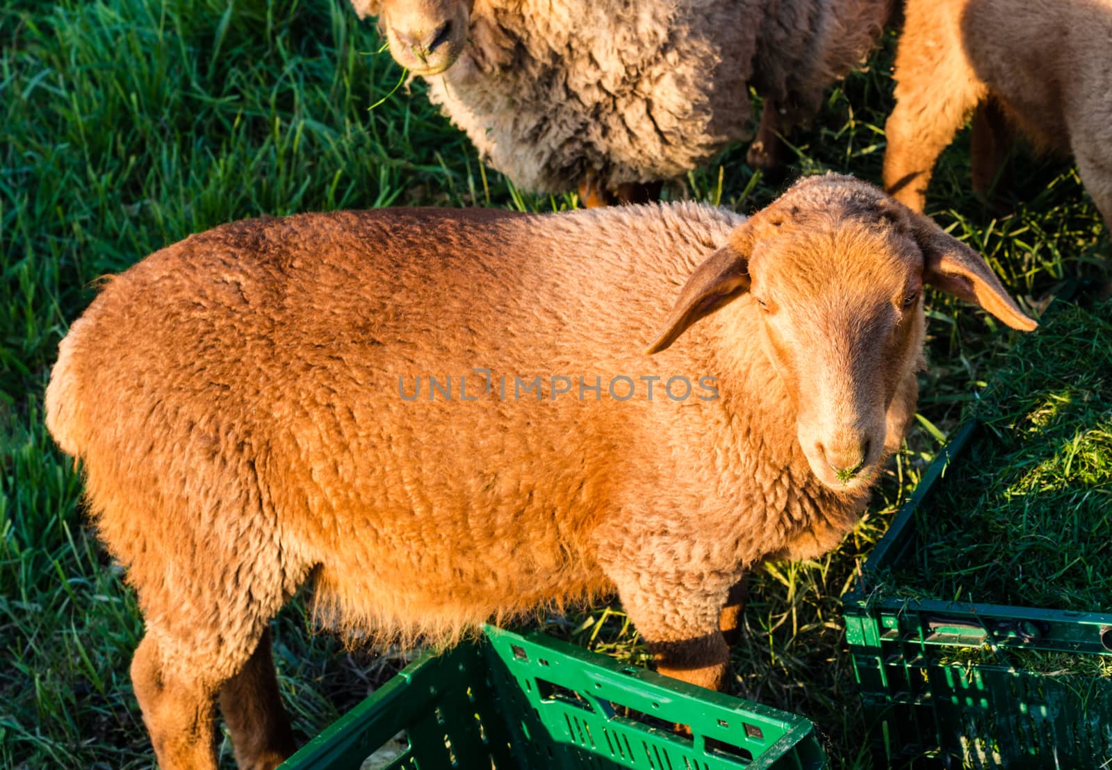 Brown sheeps are being fed at a farm