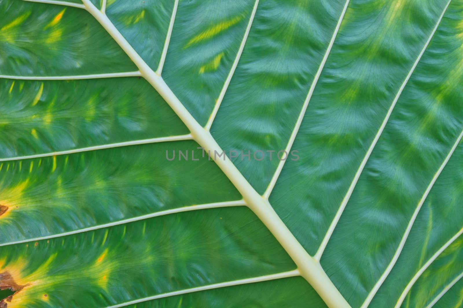 green leaf from an Elephant Ear plant in forest