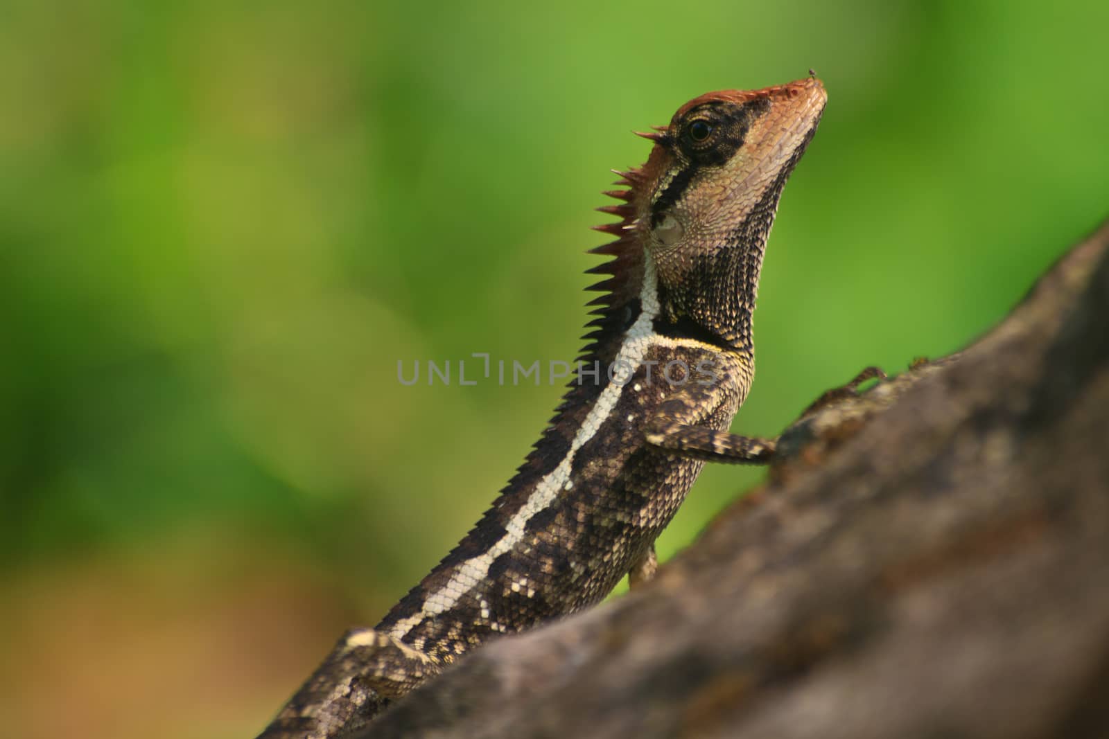 Greater spiny lizard, Acanthosaura armata, black faced lizard, masked spiny lizard, tree lizard