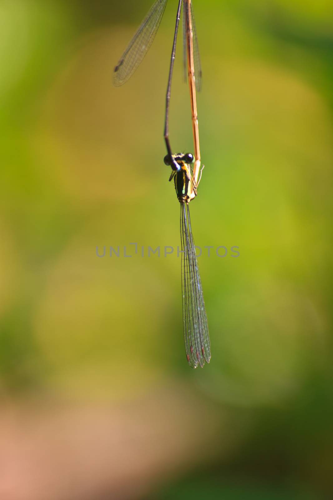 damselfly resting on branch over river in forest