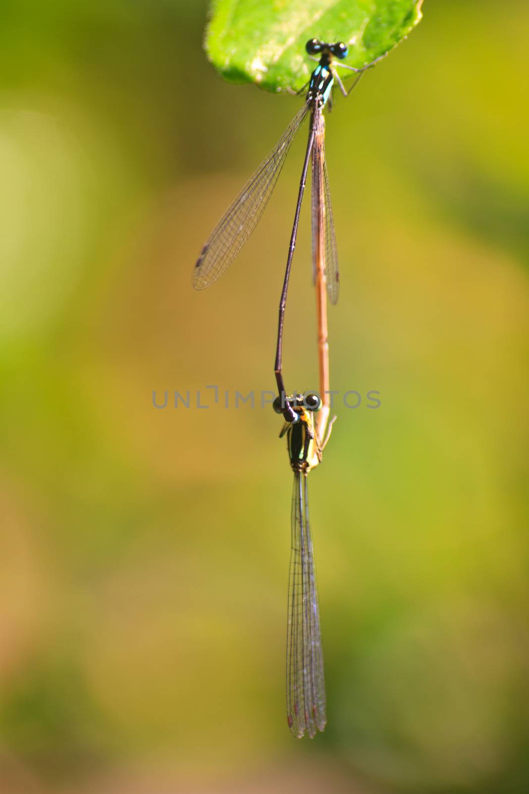 damselfly resting on branch over river in forest