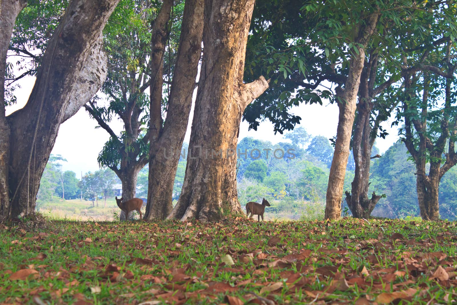 Barking deer or Muntiacus muntjak in a field of grass 
